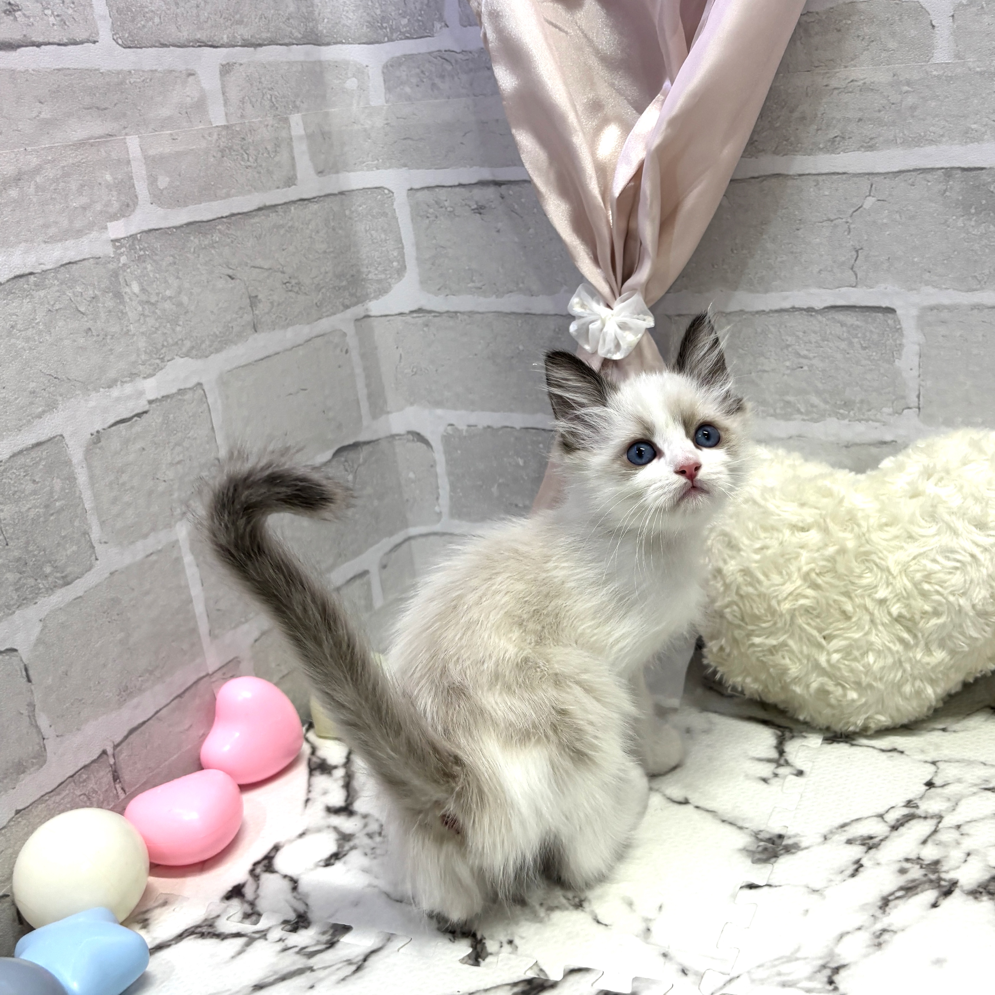 愛知県のラグドール (犬の家＆猫の里岡崎店/2025年7月22日生まれ/男の子/シールポイントバイカラー)の子猫の3枚目の画像