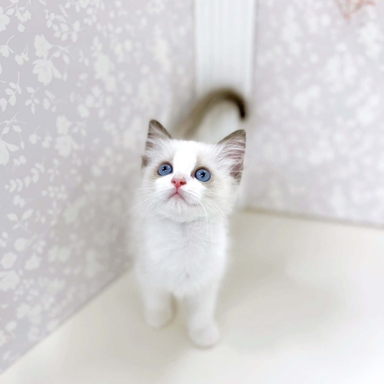 富山県のラグドール (犬の家＆猫の里アミーゴ高岡蓮花寺店/2025年7月22日生まれ/女の子/シールポイントバイカラー)の子猫の3枚目の画像