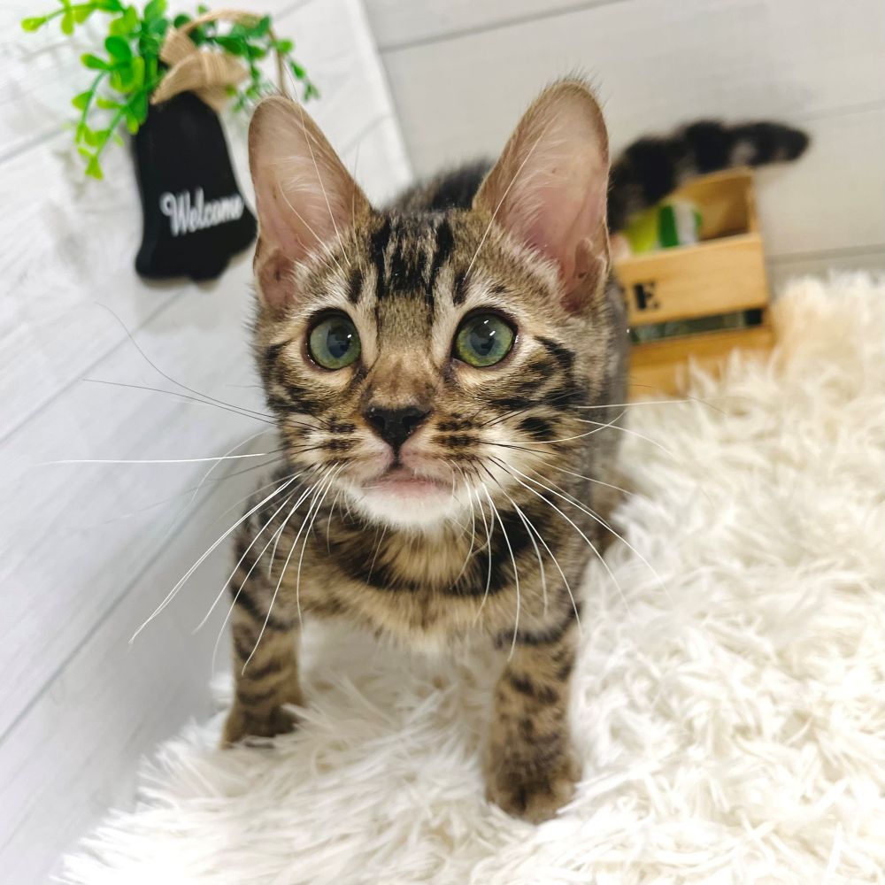 愛知県のベンガル (犬の家＆猫の里豊田店/2025年7月31日生まれ/男の子/ブラウンスポットタビー)の子猫の3枚目の画像