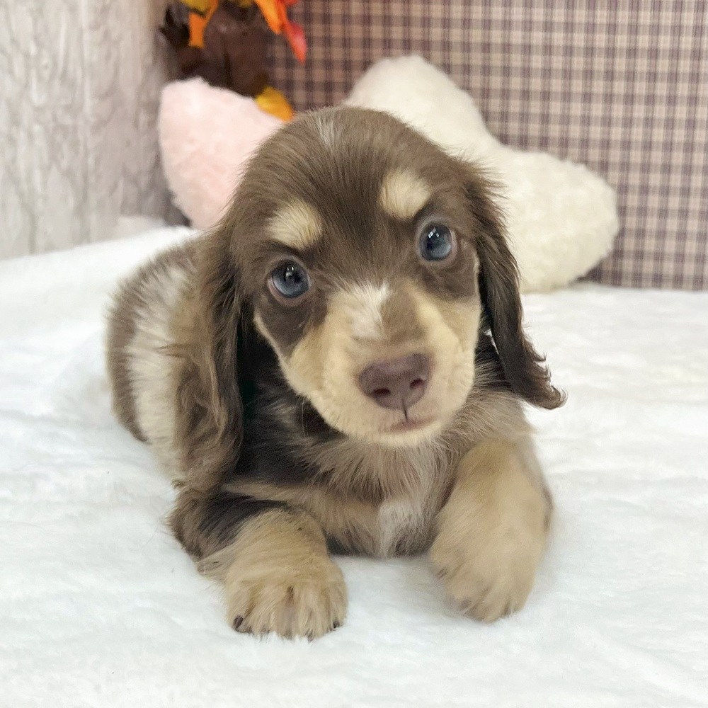 愛知県のミニチュアダックスフンド(ロング) (犬の家＆猫の里エアポートウォーク店/2025年7月30日生まれ/男の子/チョコレートダップル)の子犬の3枚目の画像