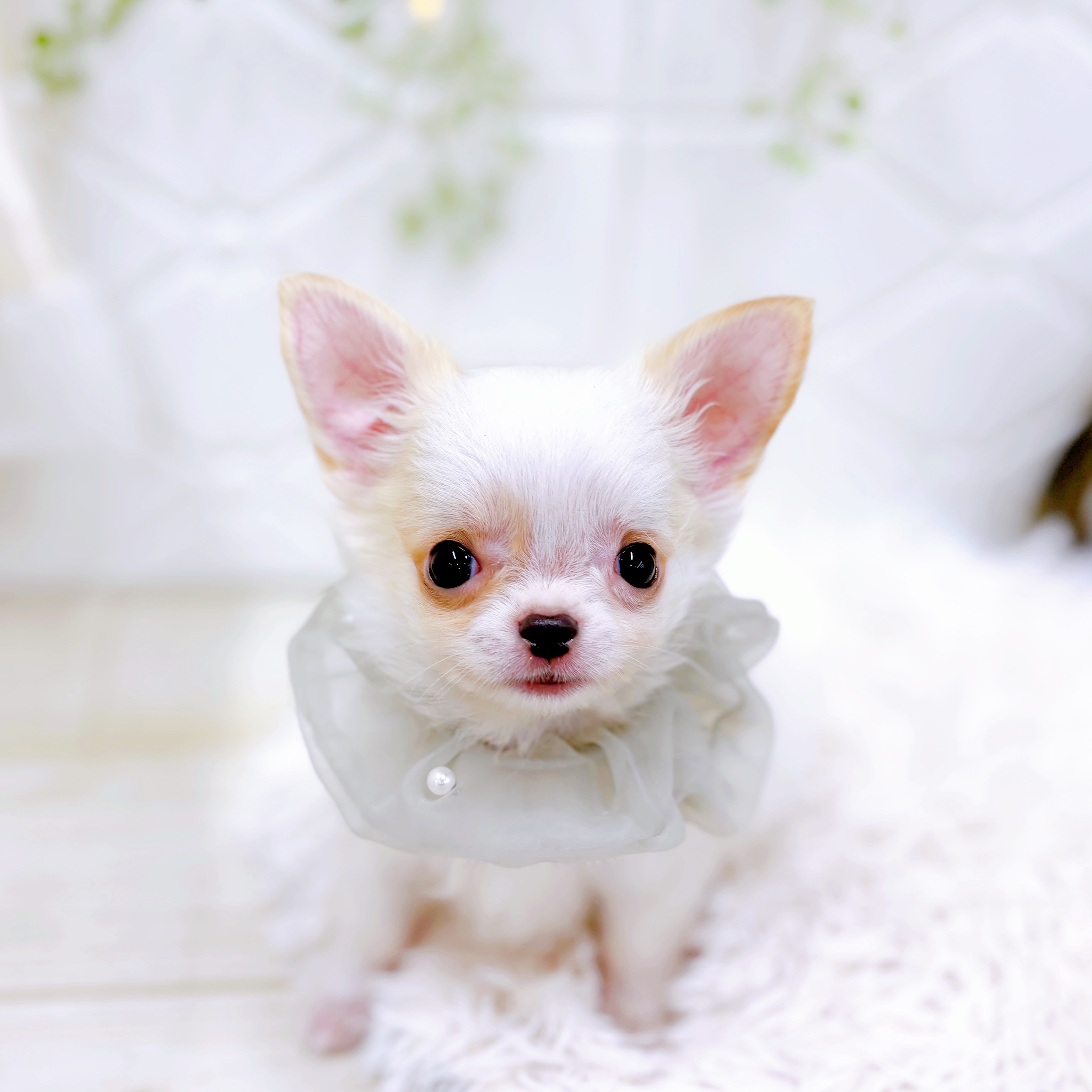 福井県のチワワ(ロング) (犬の家＆猫の里アミーゴ福井店/2025年7月30日生まれ/男の子/ホワイトクリーム)の子犬の3枚目の画像