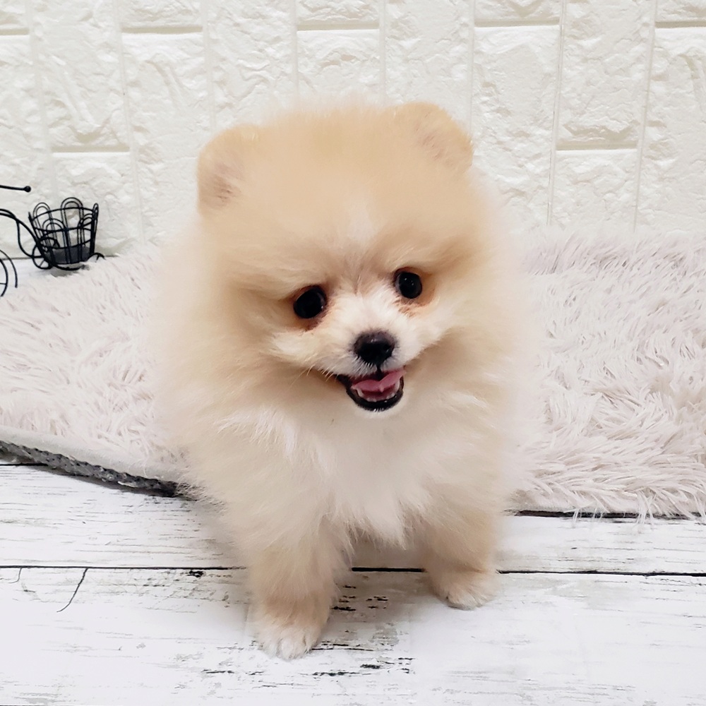 岡山県のポメラニアン (犬の家＆猫の里岡山店/2025年8月1日生まれ/女の子/クリーム)の子犬の3枚目の画像