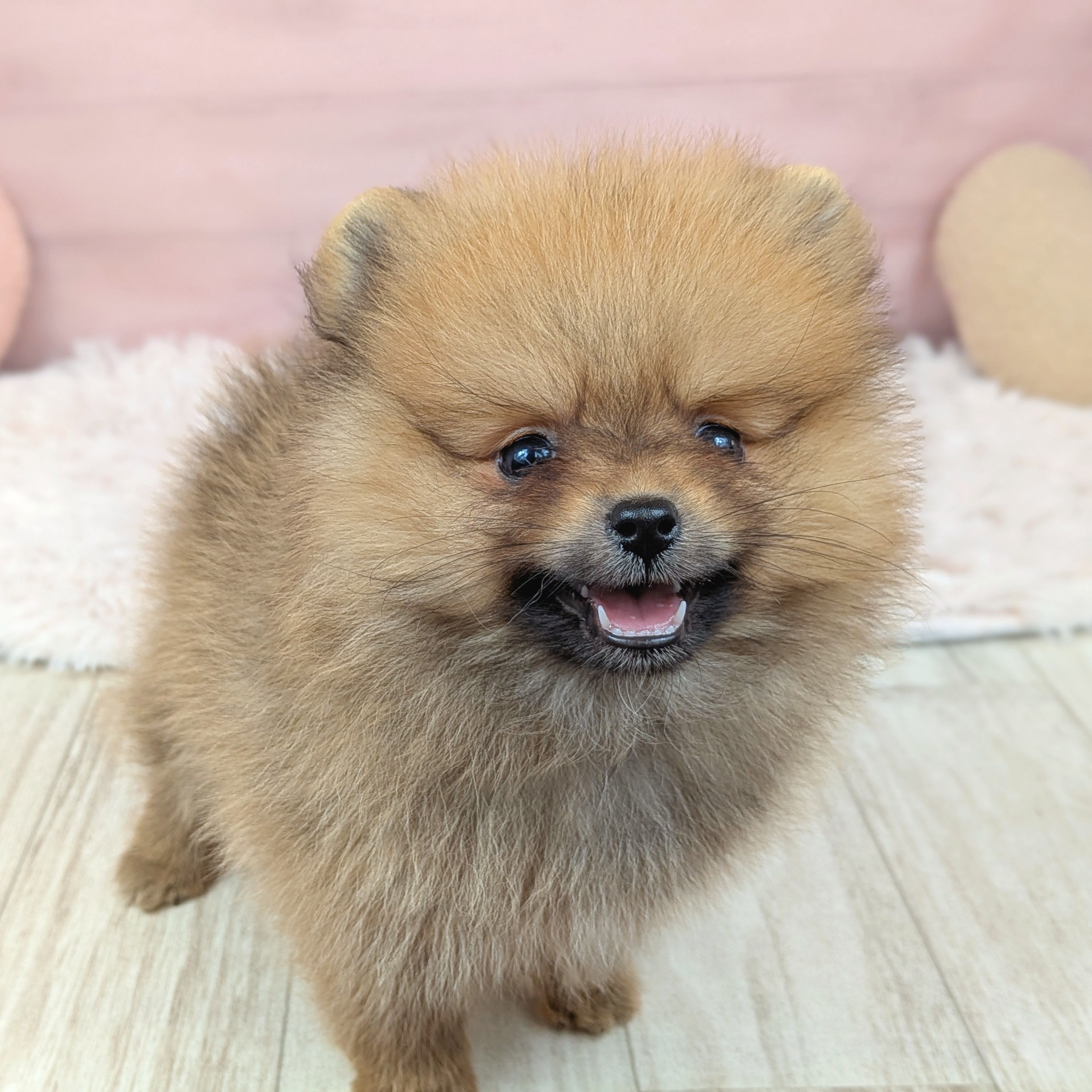 兵庫県のポメラニアン (犬の家＆猫の里川西店/2025年8月1日生まれ/女の子/オレンジ)の子犬の3枚目の画像