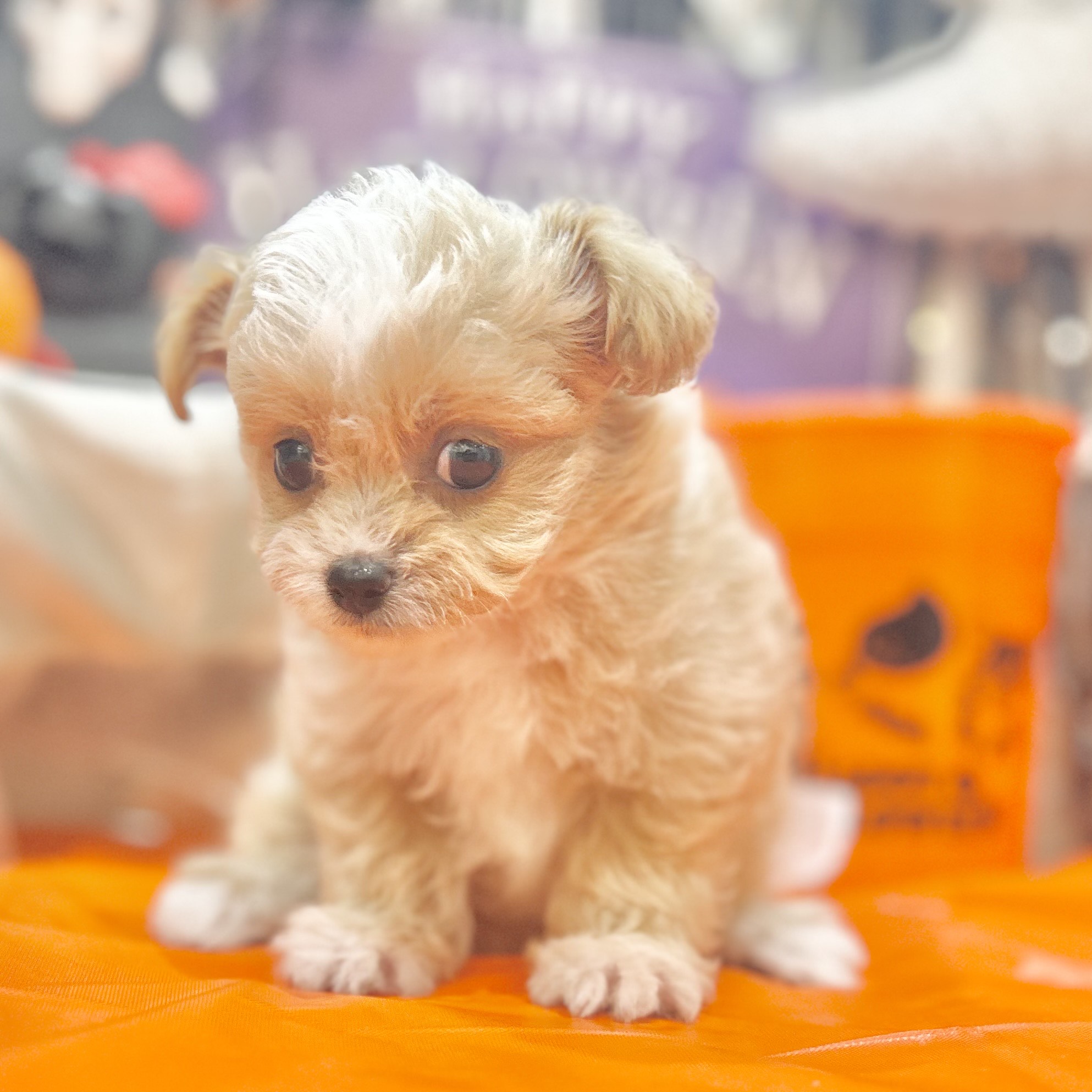 岡山県のチワプー/プーチー(チワワ×プードル) (犬の家＆猫の里倉敷店/2025年8月1日生まれ/男の子/クリームホワイト)の子犬の3枚目の画像