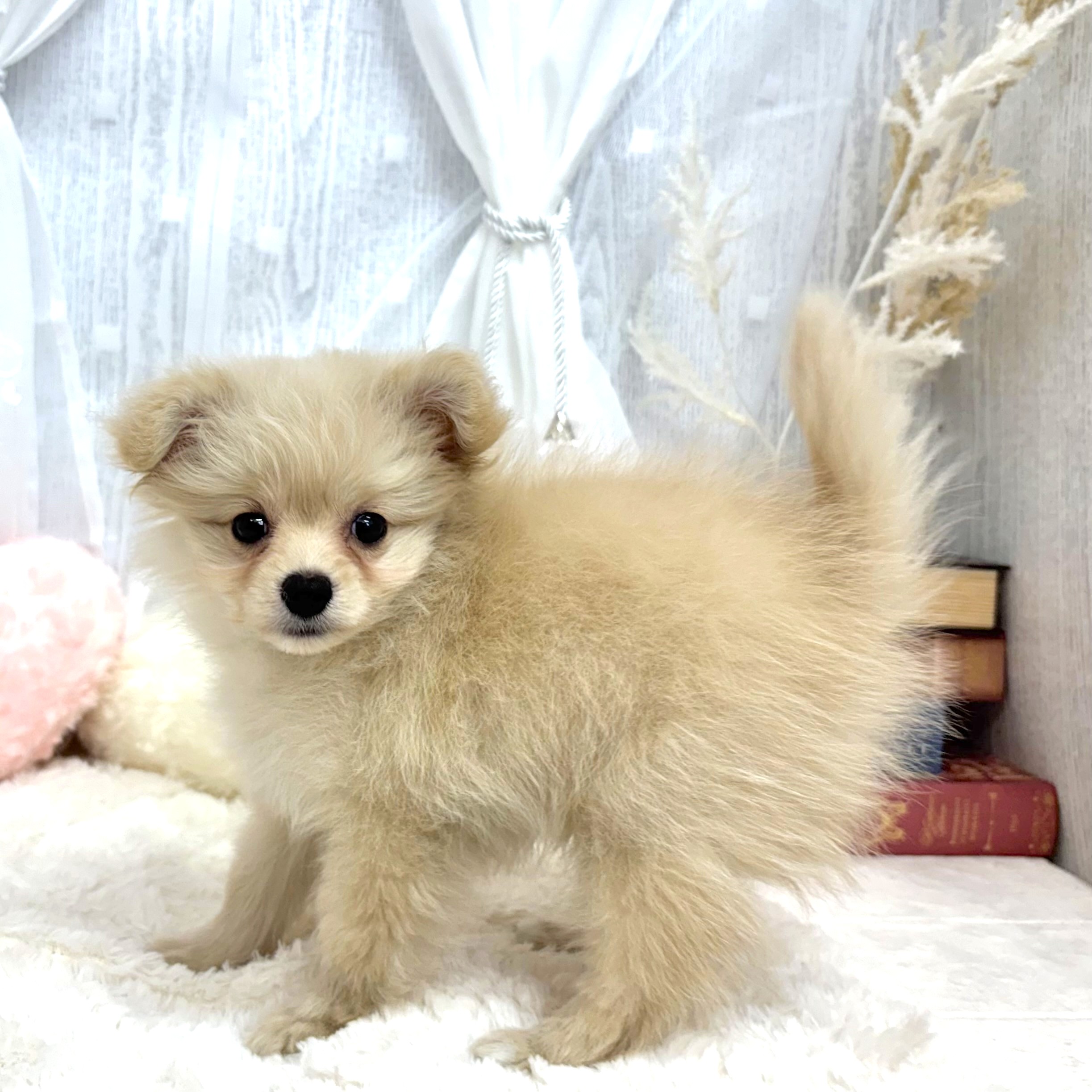 神奈川県のポメプー(ポメラニアン×プードル) (犬の家＆猫の里相模原店/2025年8月2日生まれ/女の子/クリーム)の子犬の3枚目の画像