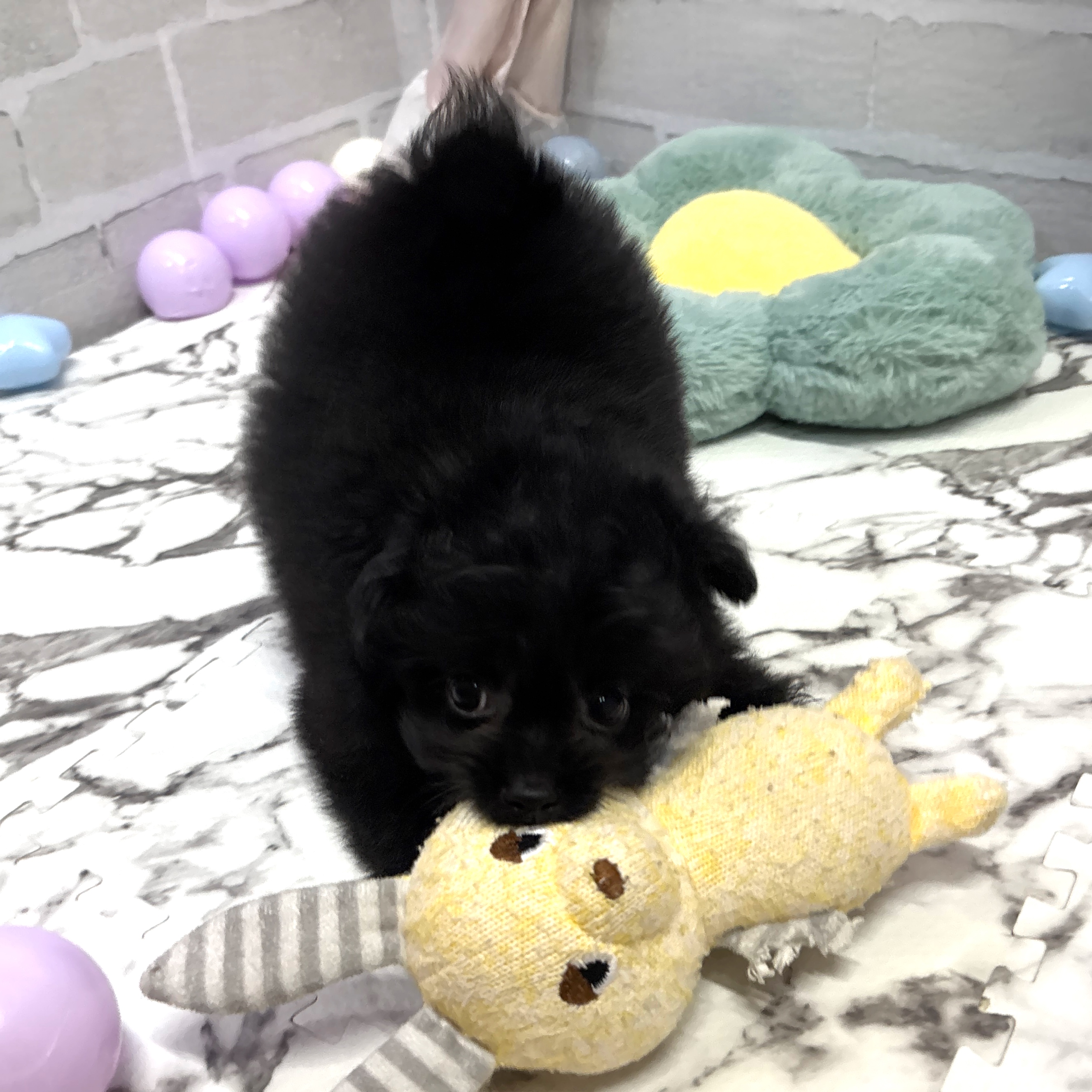 愛知県のポメプー(ポメラニアン×プードル) (犬の家＆猫の里岡崎店/2025年8月2日生まれ/女の子/ブラック)の子犬の3枚目の画像