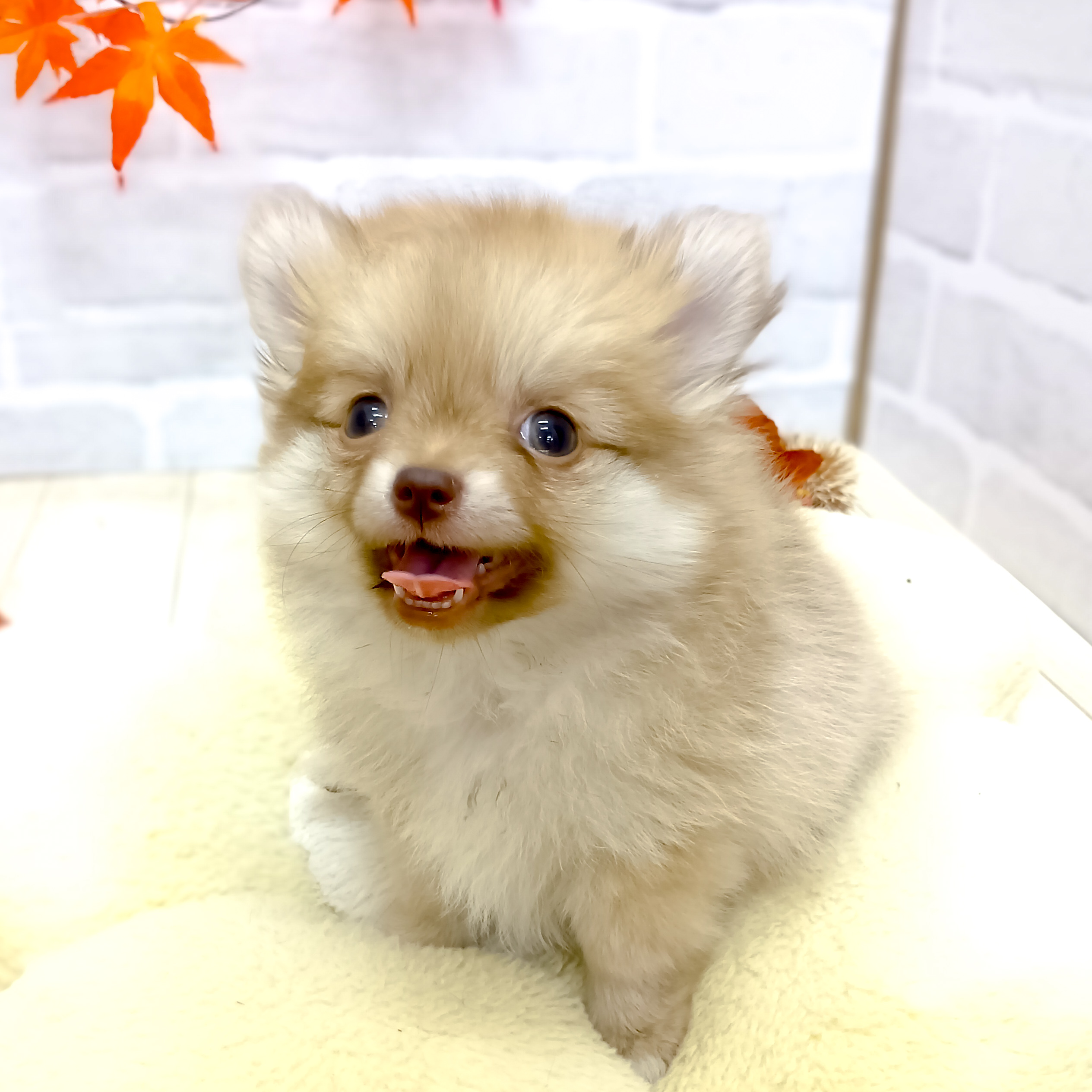 静岡県のポメチワ/チワポメ/ポメチー(ポメラニアン×チワワ) (犬の家＆猫の里プレ葉ウォーク浜北店/2025年7月31日生まれ/女の子/チョコレートフォーン)の子犬の3枚目の画像