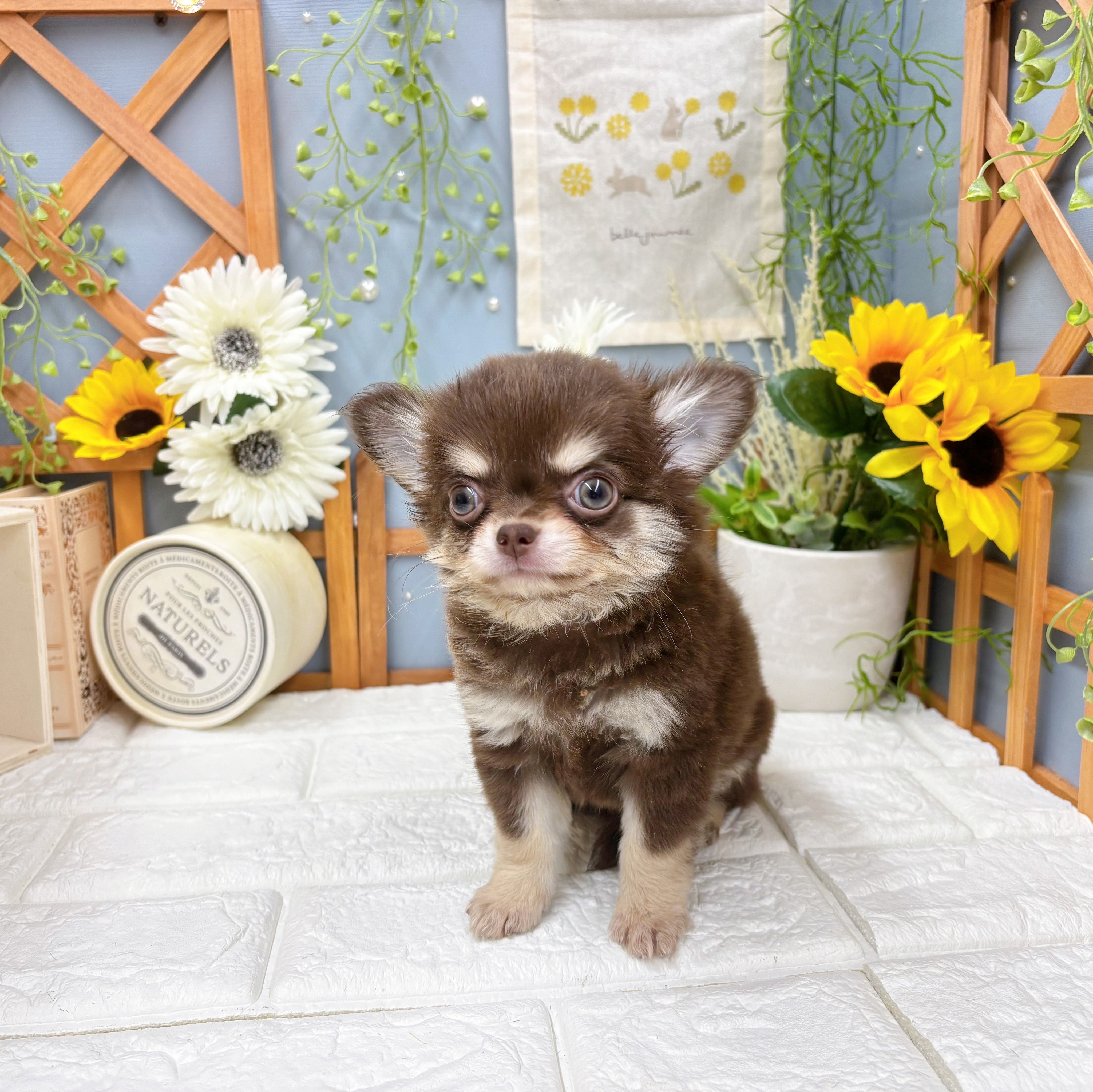 千葉県のチワワ(ロング) (犬の家＆猫の里ワンズモール稲毛店/2025年8月3日生まれ/女の子/チョコレートクリーム)の子犬の3枚目の画像