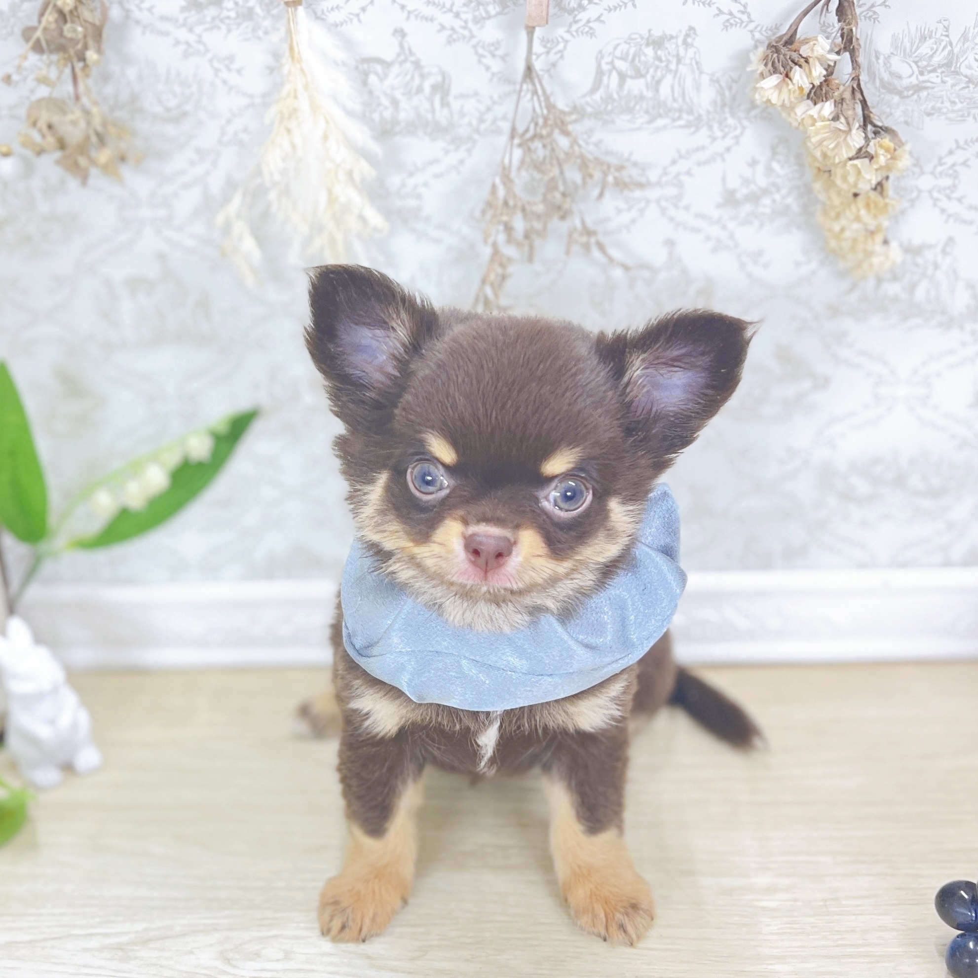 福井県のチワワ(ロング) (犬の家＆猫の里アミーゴ福井大和田店/2025年8月3日生まれ/男の子/チョコレートタン)の子犬
