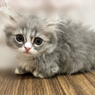 兵庫県のミヌエット (犬の家＆猫の里カナート西神戸店/2025年7月27日生まれ/女の子/ブルータビーホワイト)の子猫の3枚目の画像