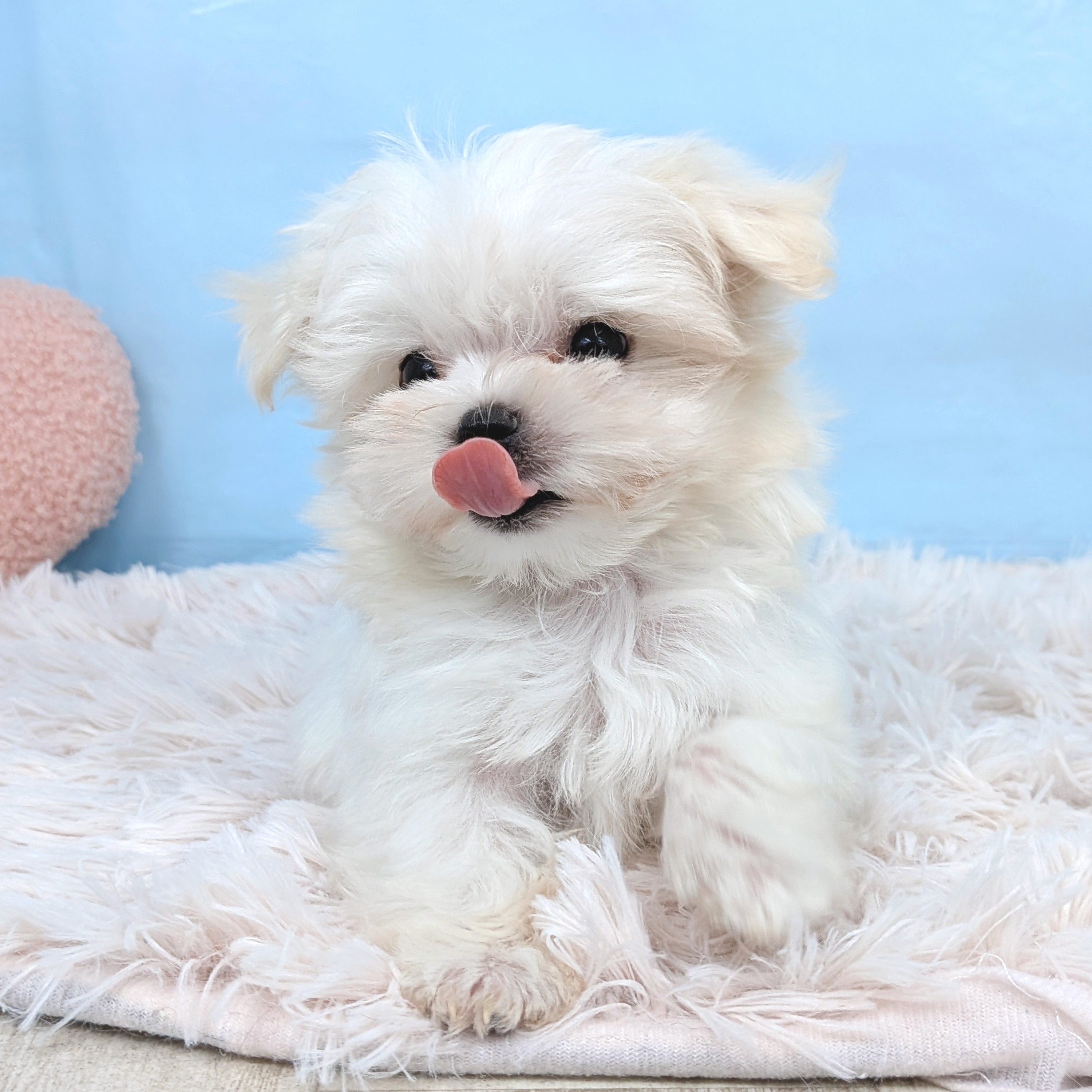兵庫県のマルチーズ (犬の家＆猫の里川西店/2025年7月27日生まれ/男の子/ホワイト)の子犬の3枚目の画像