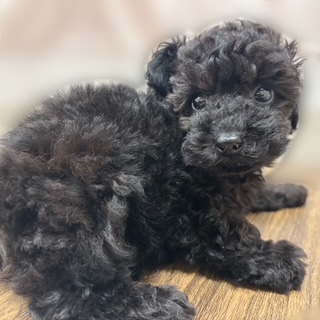 兵庫県のトイプードル(トイ) (犬の家＆猫の里カナート西神戸店/2025年8月1日生まれ/女の子/ブラック)の子犬の3枚目の画像