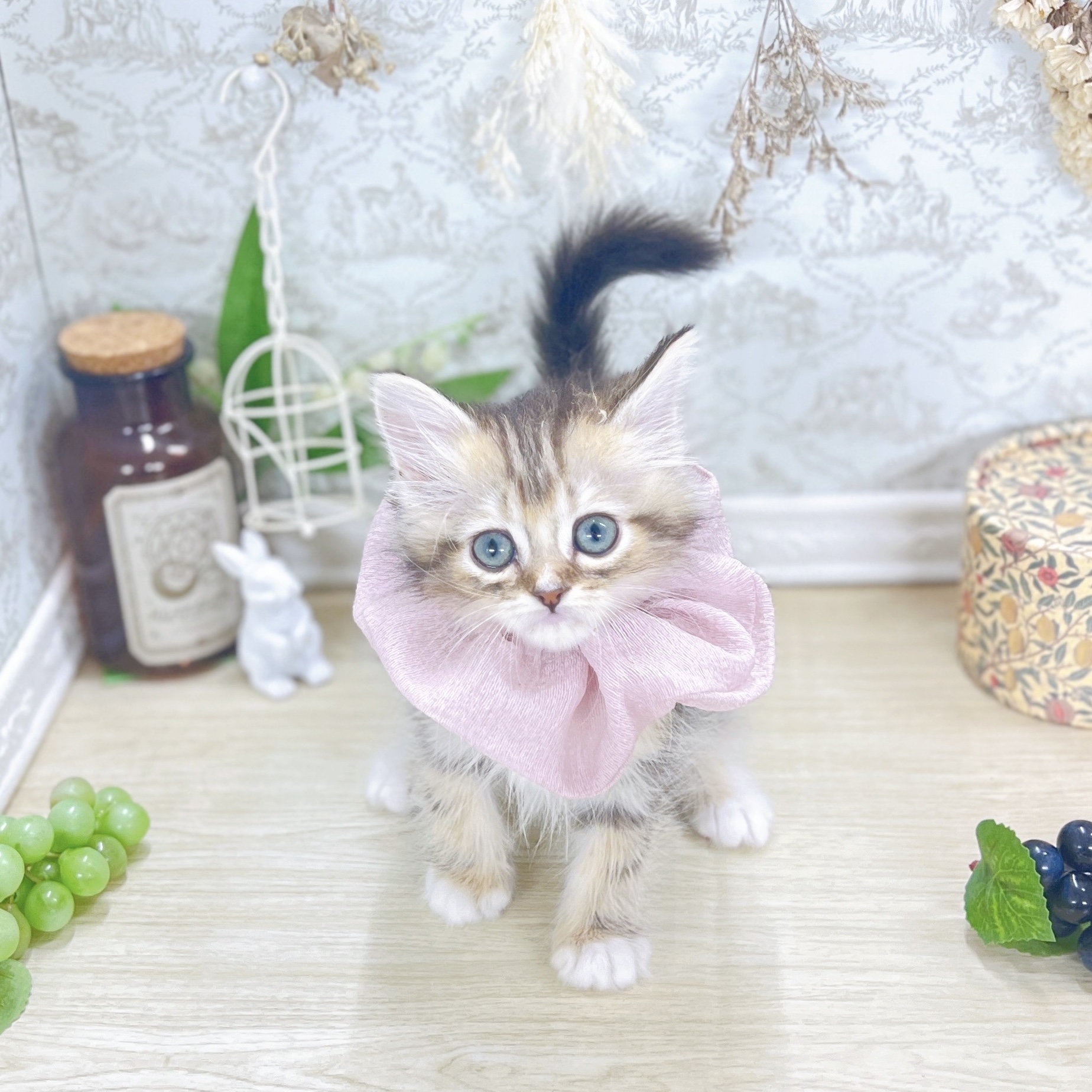 福井県のミヌエット (犬の家＆猫の里アミーゴ福井大和田店/2025年7月28日生まれ/女の子/ブラウンタビーホワイト)の子猫の3枚目の画像