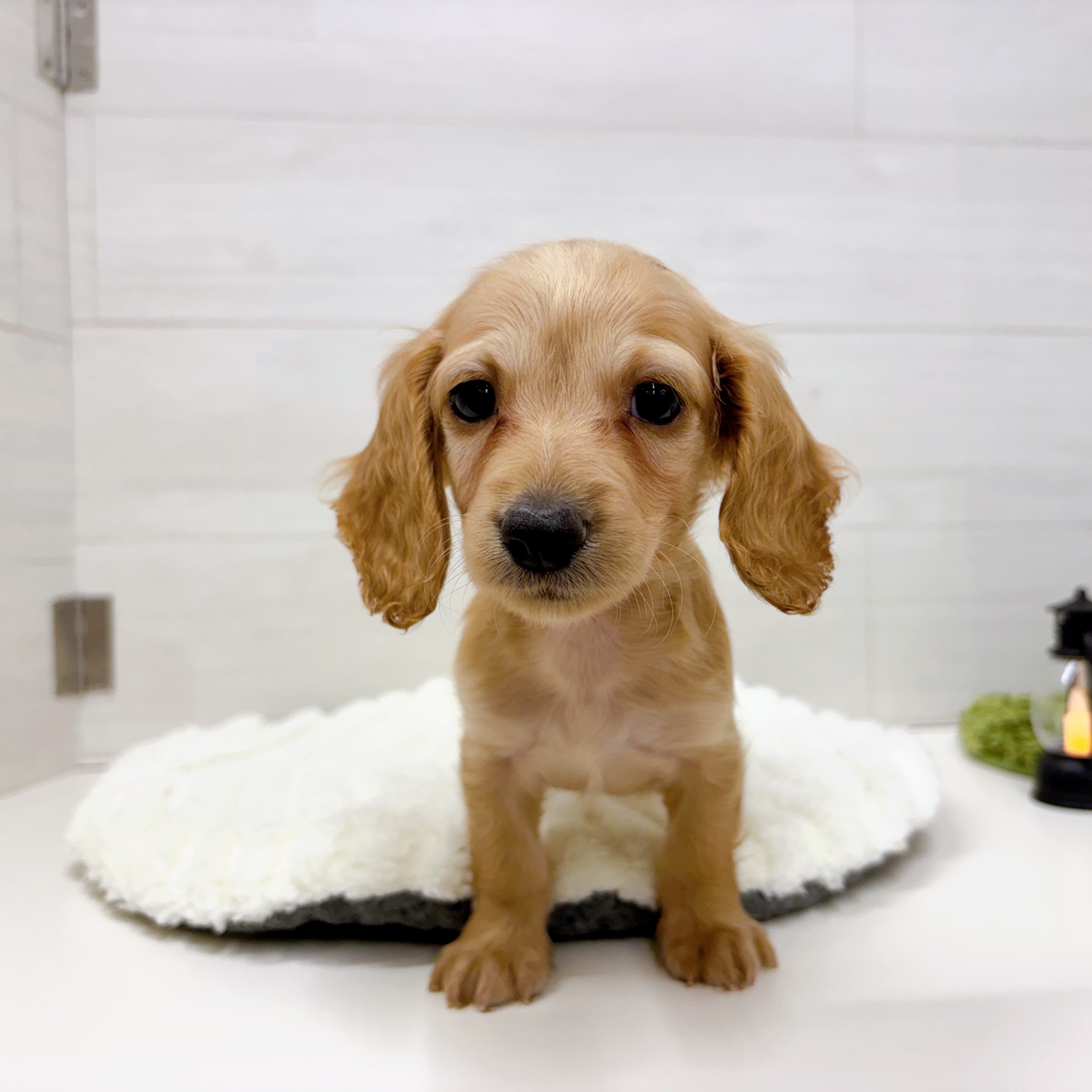 石川県のカニンヘンダックスフンド(ロング) (犬の家＆猫の里アミーゴ金沢おこばた店/2025年7月24日生まれ/女の子/ゴールド)の子犬の3枚目の画像