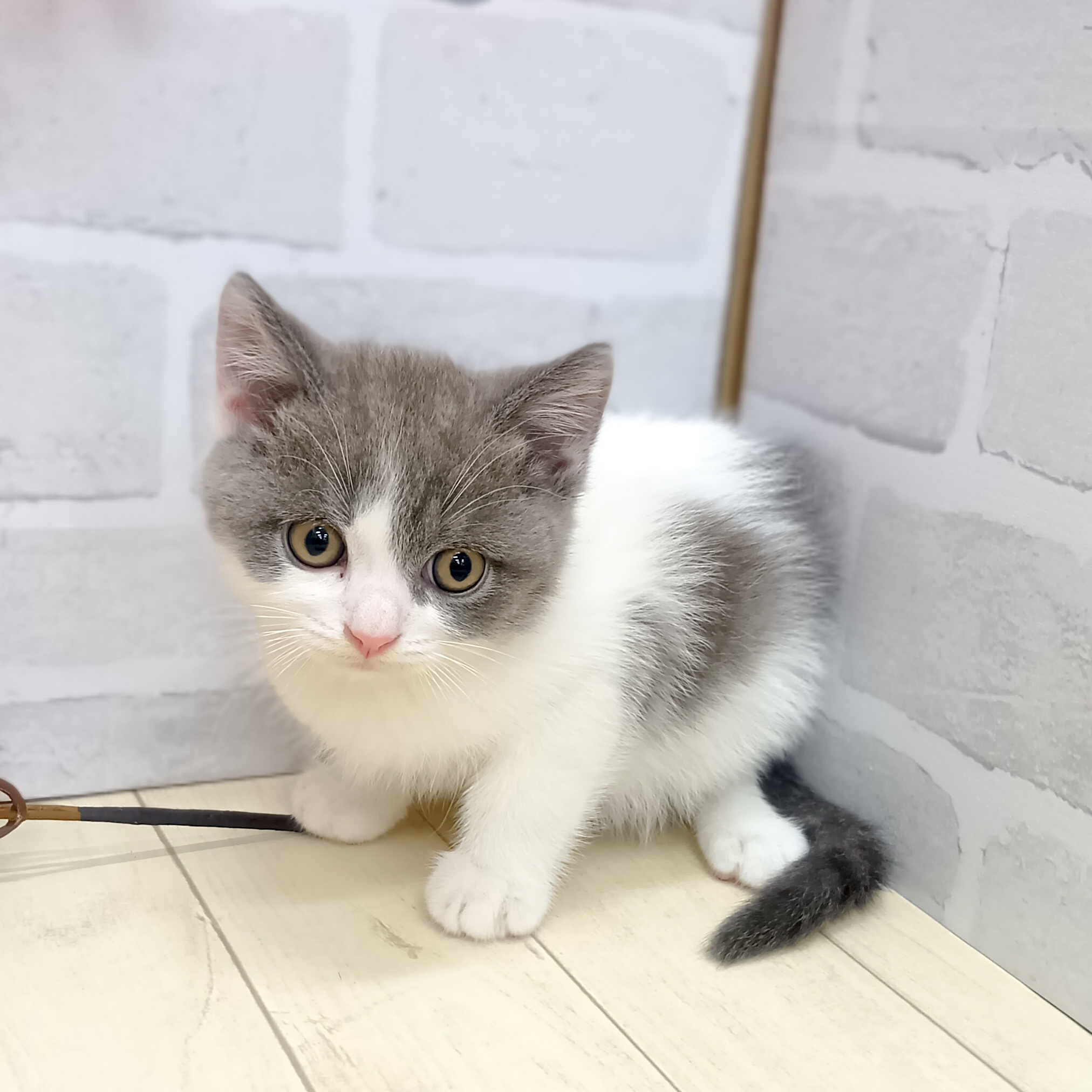 静岡県のブリティッシュショートヘアー (犬の家＆猫の里プレ葉ウォーク浜北店/2025年7月31日生まれ/男の子/ブルーホワイト)の子猫の3枚目の画像
