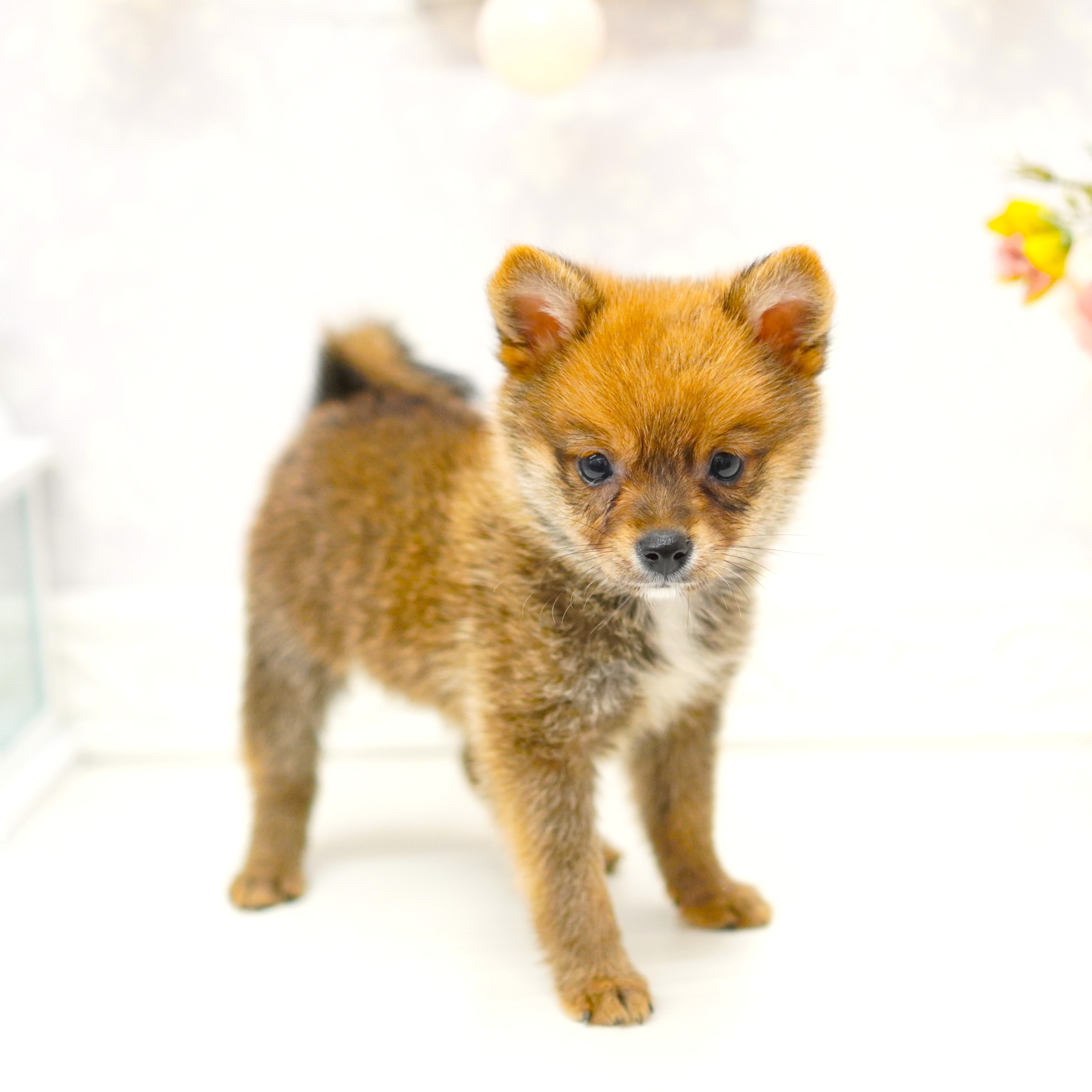 富山県のポメ柴/豆ポメ/ポメ豆柴(ポメラニアン×柴犬) (犬の家＆猫の里アミーゴ山室店/2025年8月1日生まれ/男の子/赤)の子犬の3枚目の画像