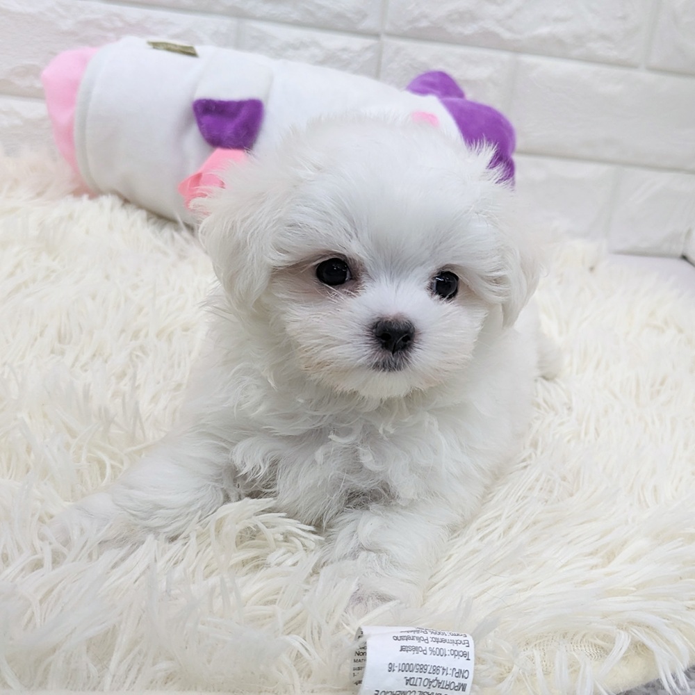 愛知県のマルチーズ (犬の家＆猫の里MEGAドン・キホーテ東海名和店/2025年7月23日生まれ/女の子/ホワイト)の子犬の3枚目の画像