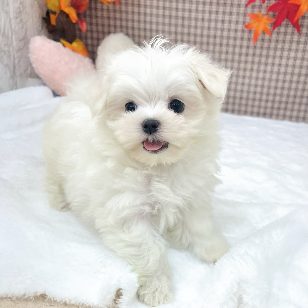 愛知県のマルチーズ (犬の家＆猫の里エアポートウォーク店/2025年7月30日生まれ/女の子/ホワイト)の子犬の3枚目の画像