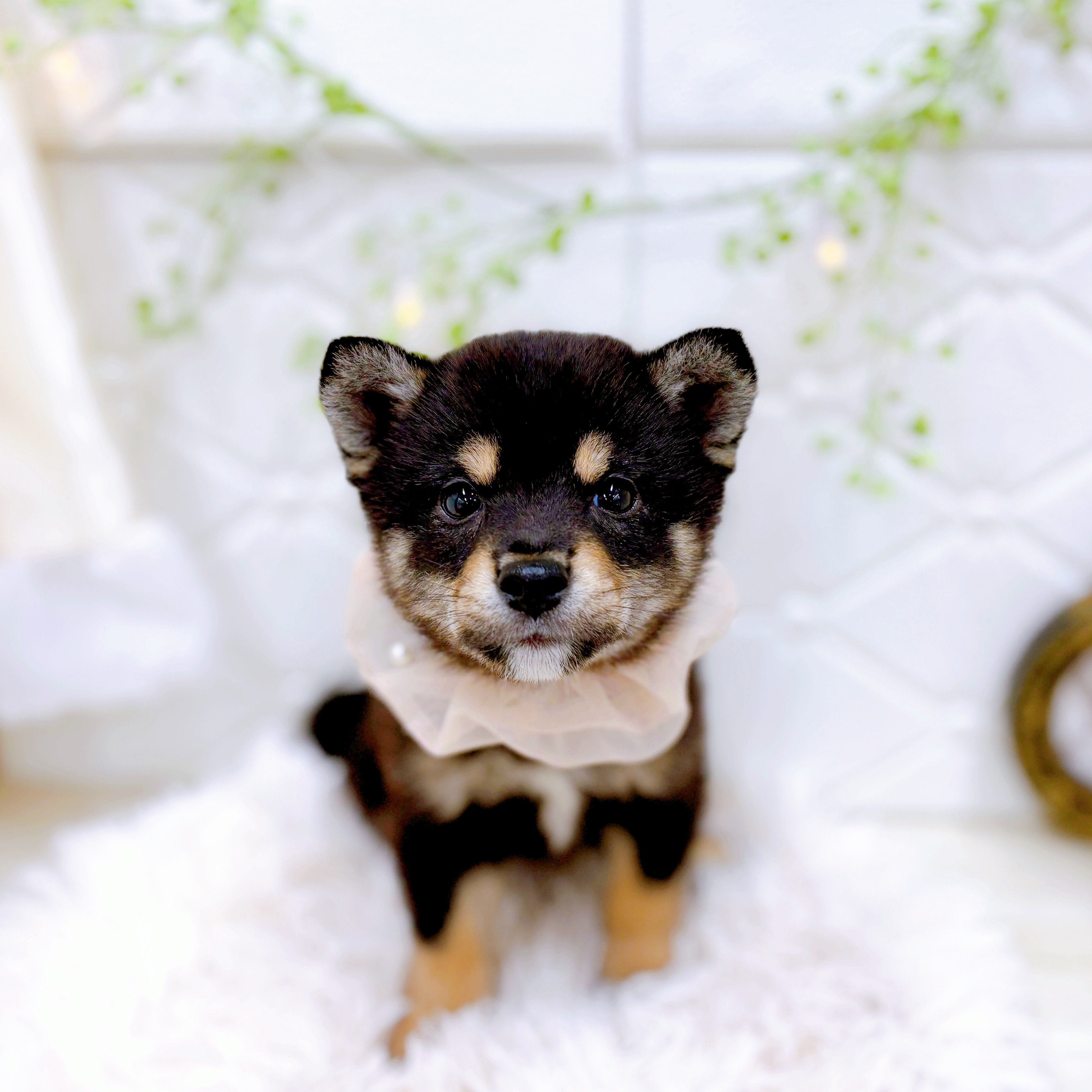 福井県の豆柴 (犬の家＆猫の里アミーゴ福井店/2025年8月1日生まれ/女の子/黒)の子犬の3枚目の画像