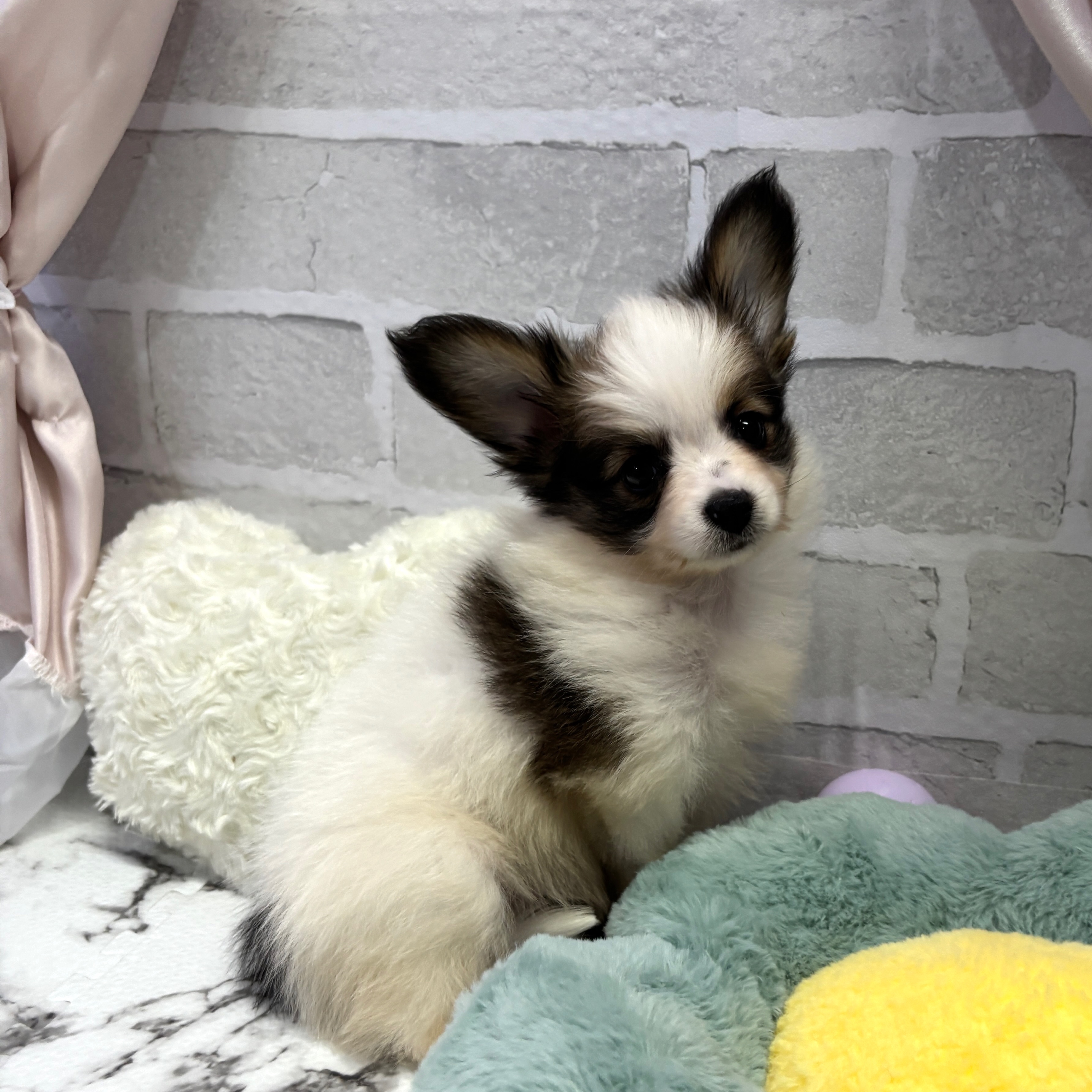 愛知県のパピヨン (犬の家＆猫の里岡崎店/2025年8月3日生まれ/男の子/ホワイトブラウン)の子犬の3枚目の画像