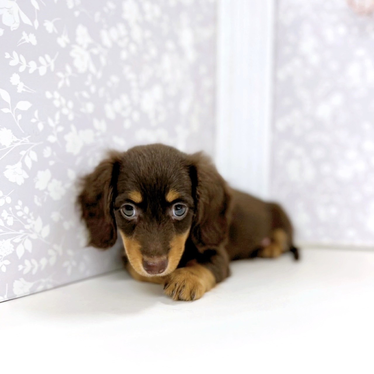 富山県のミニチュアダックスフンド(ロング) (犬の家＆猫の里アミーゴ高岡蓮花寺店/2025年7月27日生まれ/男の子/チョコレートタン)の子犬の3枚目の画像