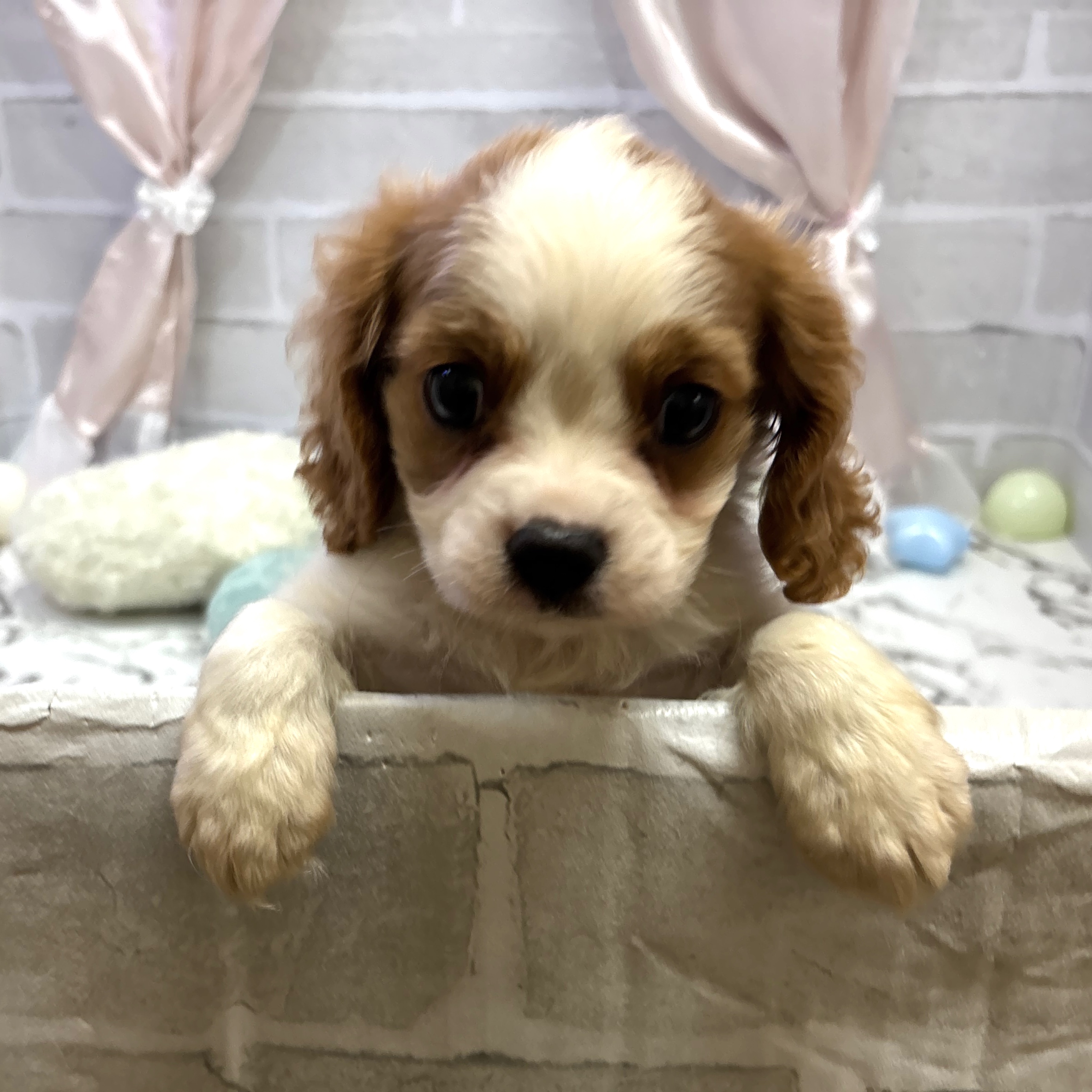 愛知県のキャバリアキングチャールズスパニエル (犬の家＆猫の里岡崎店/2025年8月3日生まれ/男の子/ブレンハイム)の子犬の3枚目の画像