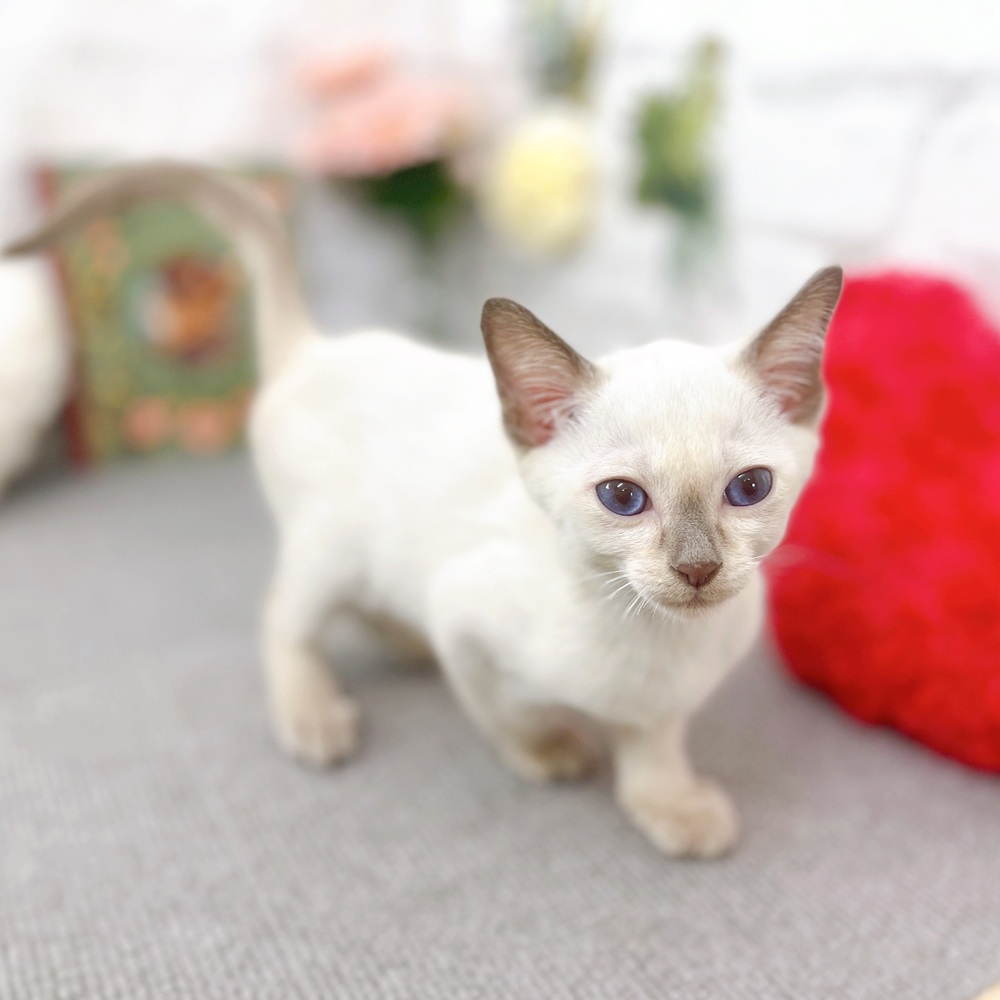 京都府のトンキニーズ (犬の家＆猫の里京都樟葉店/2025年8月2日生まれ/男の子/プラチナミンク)の子猫の3枚目の画像