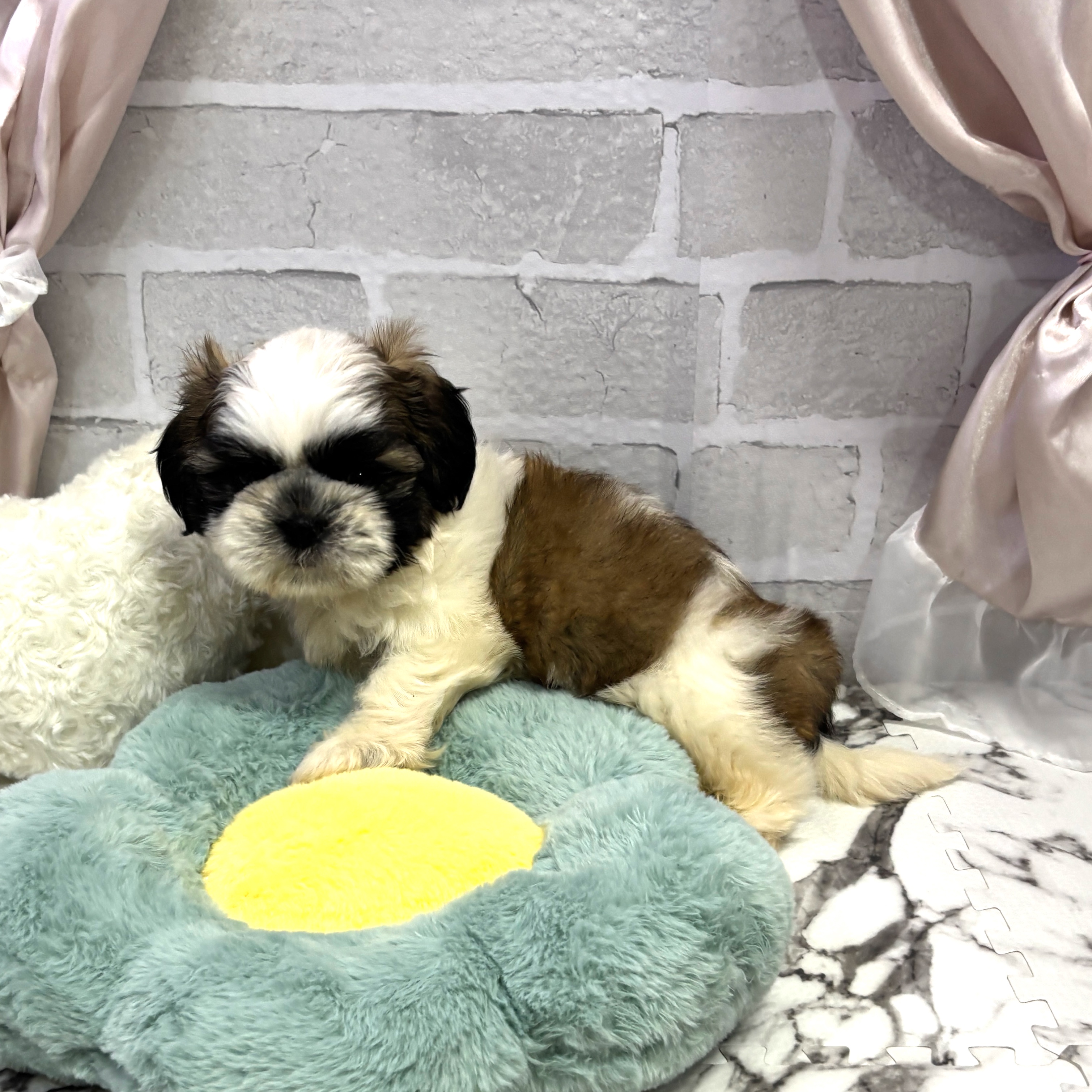 愛知県のシーズー (犬の家＆猫の里岡崎店/2025年8月3日生まれ/男の子/ゴールドホワイト)の子犬の3枚目の画像