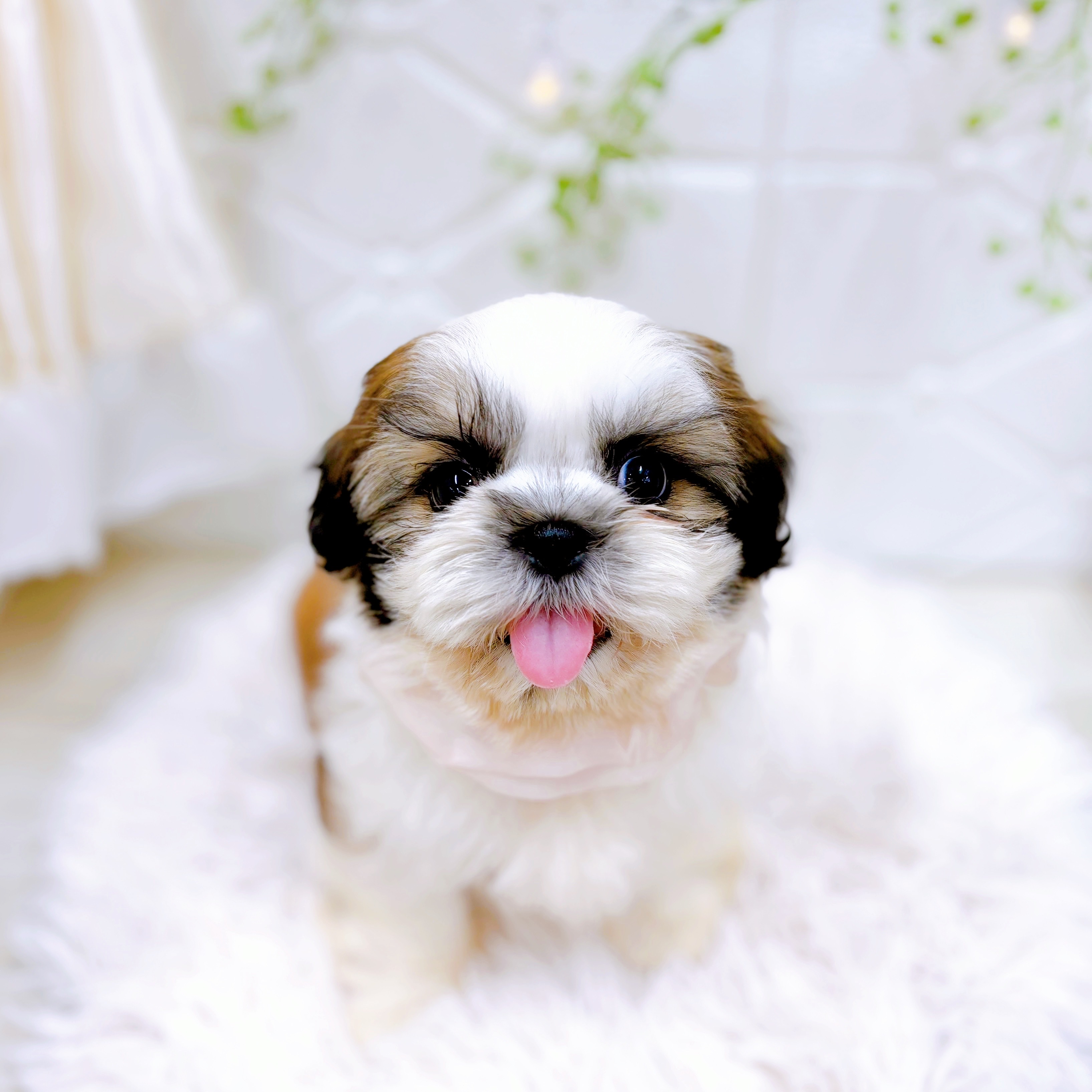 福井県のシーズー (犬の家＆猫の里アミーゴ福井店/2025年8月3日生まれ/女の子/ゴールドホワイト)の子犬の3枚目の画像