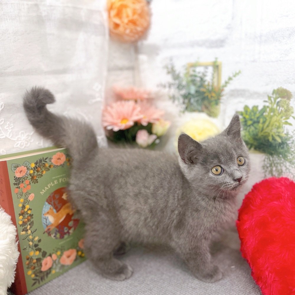 京都府のセルカークレックス (犬の家＆猫の里京都樟葉店/2025年7月25日生まれ/男の子/ブルー)の子猫の3枚目の画像
