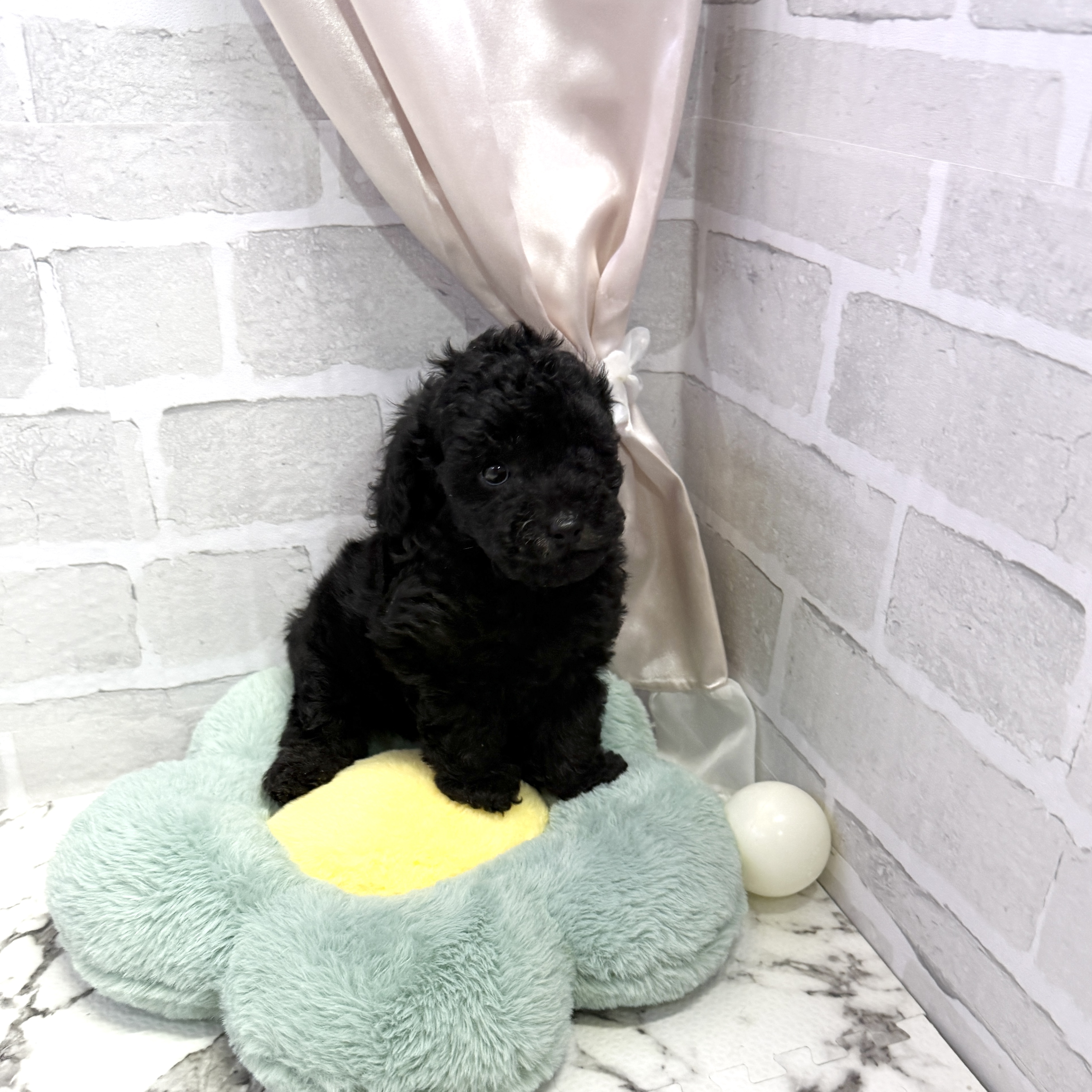 愛知県のトイプードル(トイ) (犬の家＆猫の里岡崎店/2025年8月4日生まれ/男の子/ブラック)の子犬の3枚目の画像