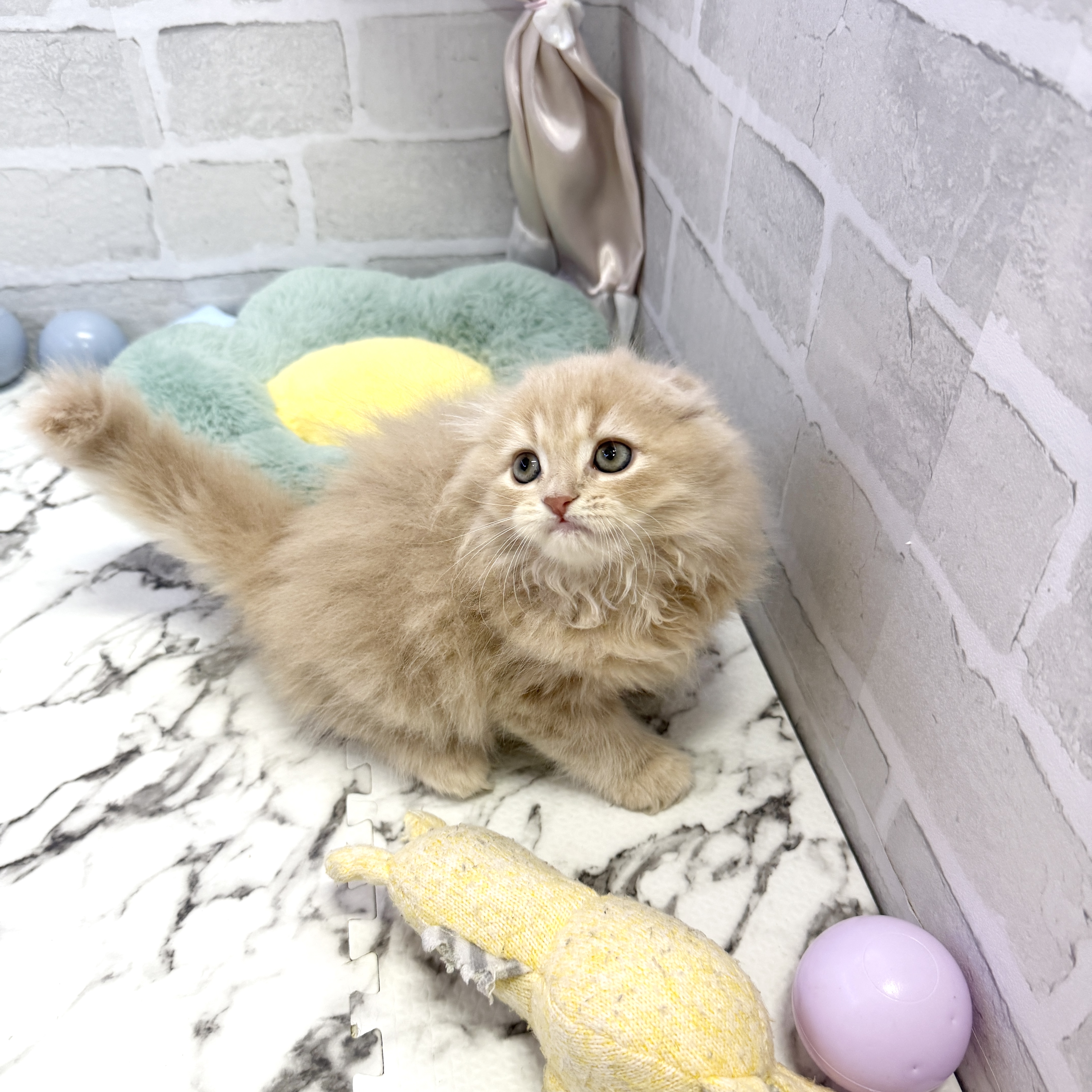 愛知県のスコティッシュフォールド (犬の家＆猫の里岡崎店/2025年8月1日生まれ/男の子/クリーム)の子猫の3枚目の画像
