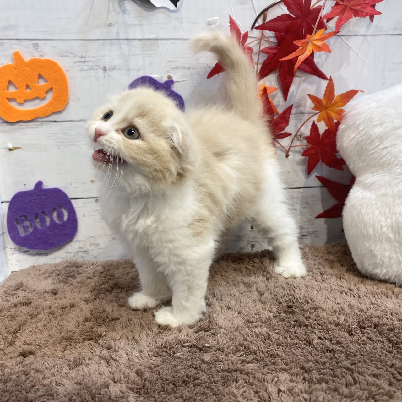 長野県のスコティッシュフォールド (犬の家＆猫の里カインズ梓川店/2025年8月1日生まれ/女の子/クリームホワイト)の子猫の3枚目の画像