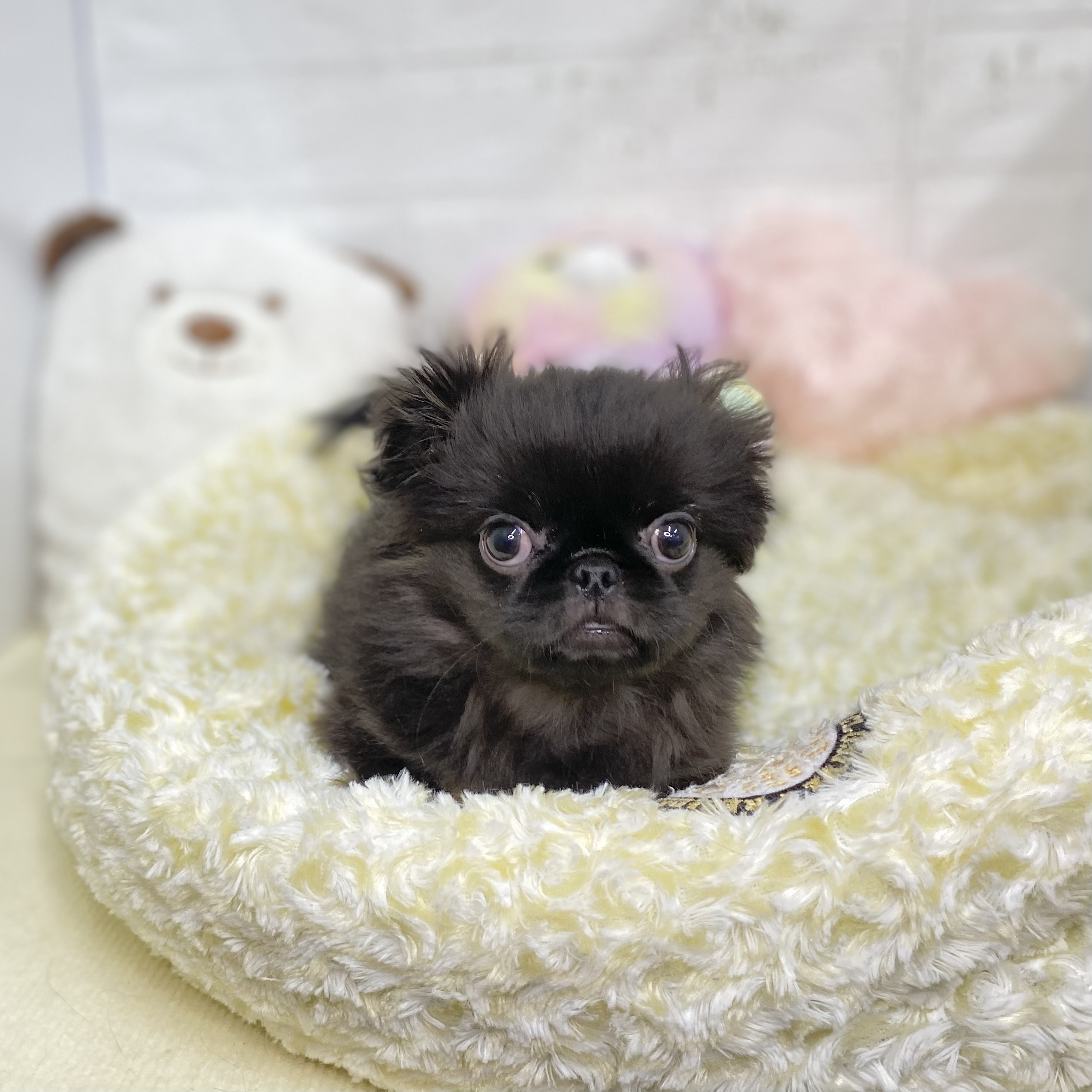 長野県のペキニーズ (犬の家&猫の里長野店/2025年8月4日生まれ/男の子/ブラックタン)の子犬の3枚目の画像