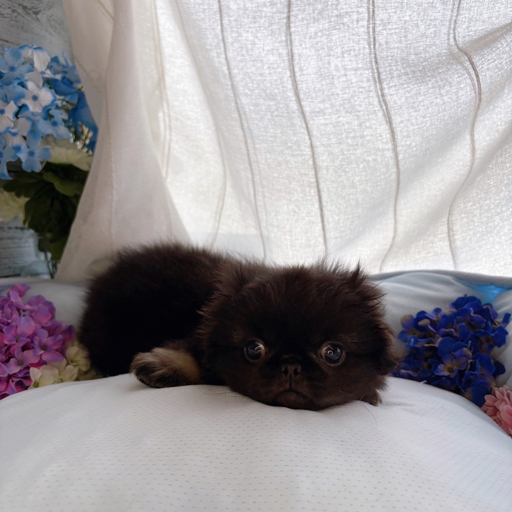 長野県のペキニーズ (犬の家＆猫の里塩尻店/2025年8月4日生まれ/男の子/ブラックタン)の子犬の3枚目の画像