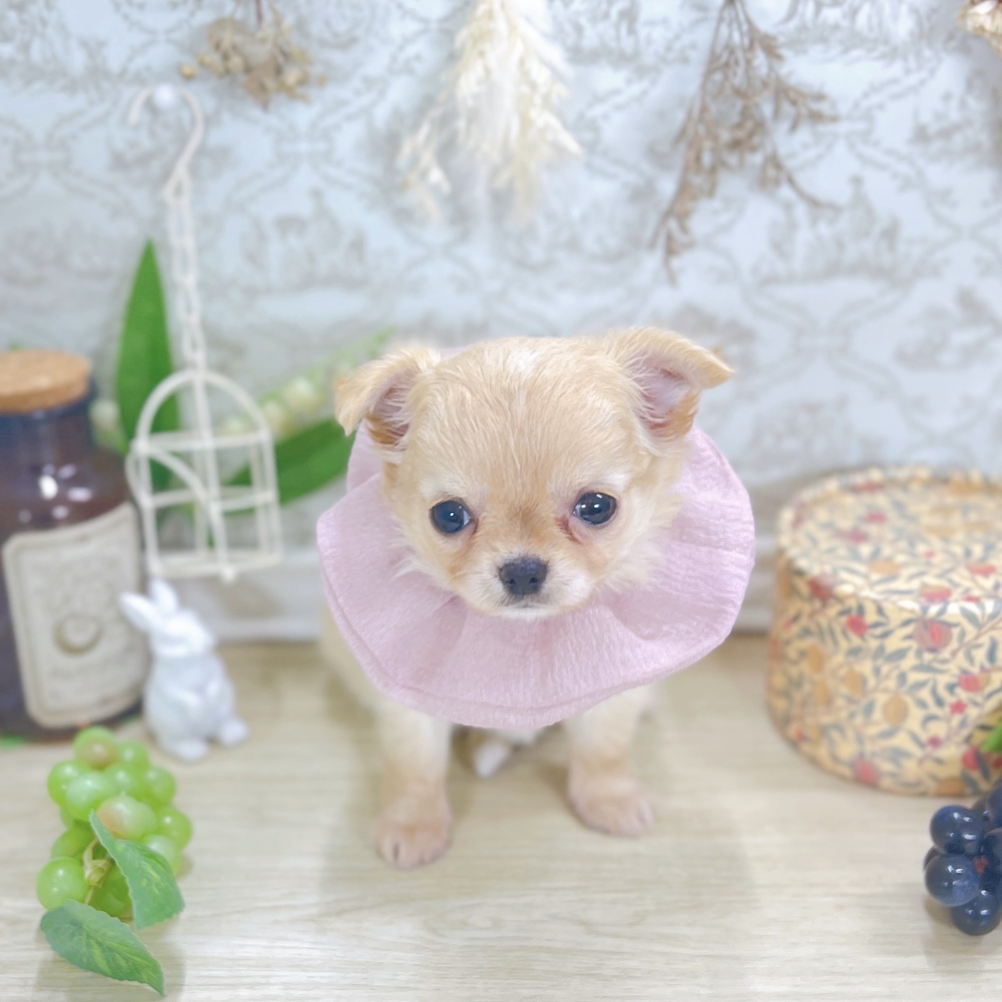 福井県のチワワ(ロング) (犬の家＆猫の里アミーゴ福井大和田店/2025年7月30日生まれ/女の子/クリームホワイト)の子犬の3枚目の画像