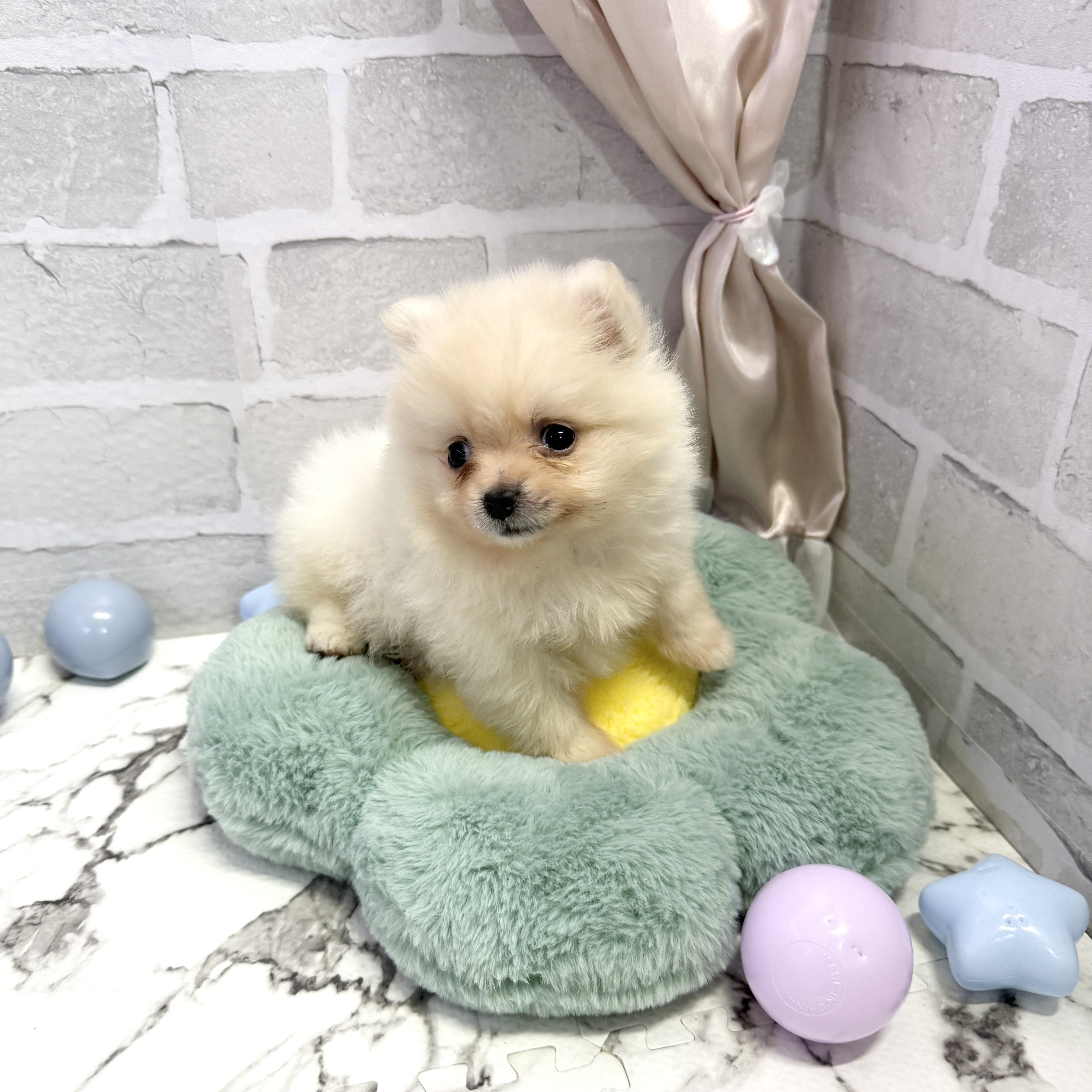 愛知県のポメラニアン (犬の家＆猫の里岡崎店/2025年8月4日生まれ/女の子/クリーム)の子犬の3枚目の画像