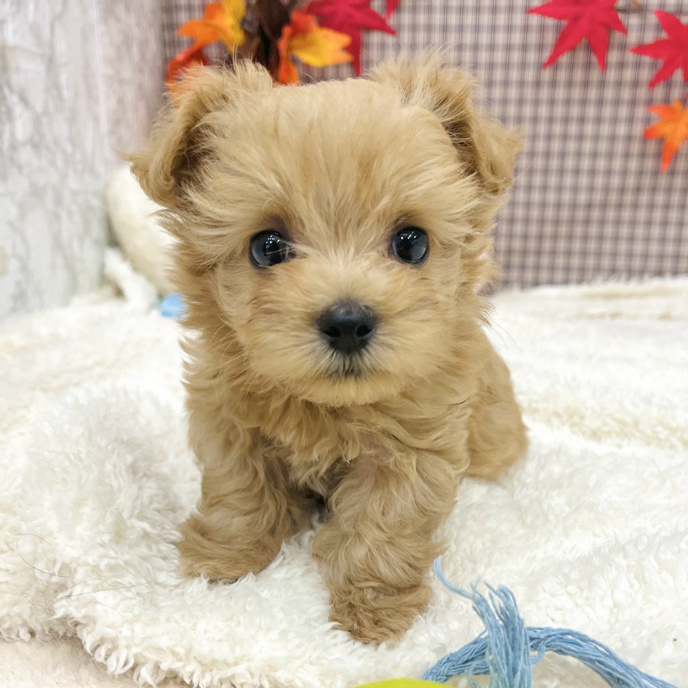 愛知県のマルプー(マルチーズ×プードル) (犬の家＆猫の里エアポートウォーク店/2025年8月4日生まれ/男の子/アプリコット)の子犬の3枚目の画像