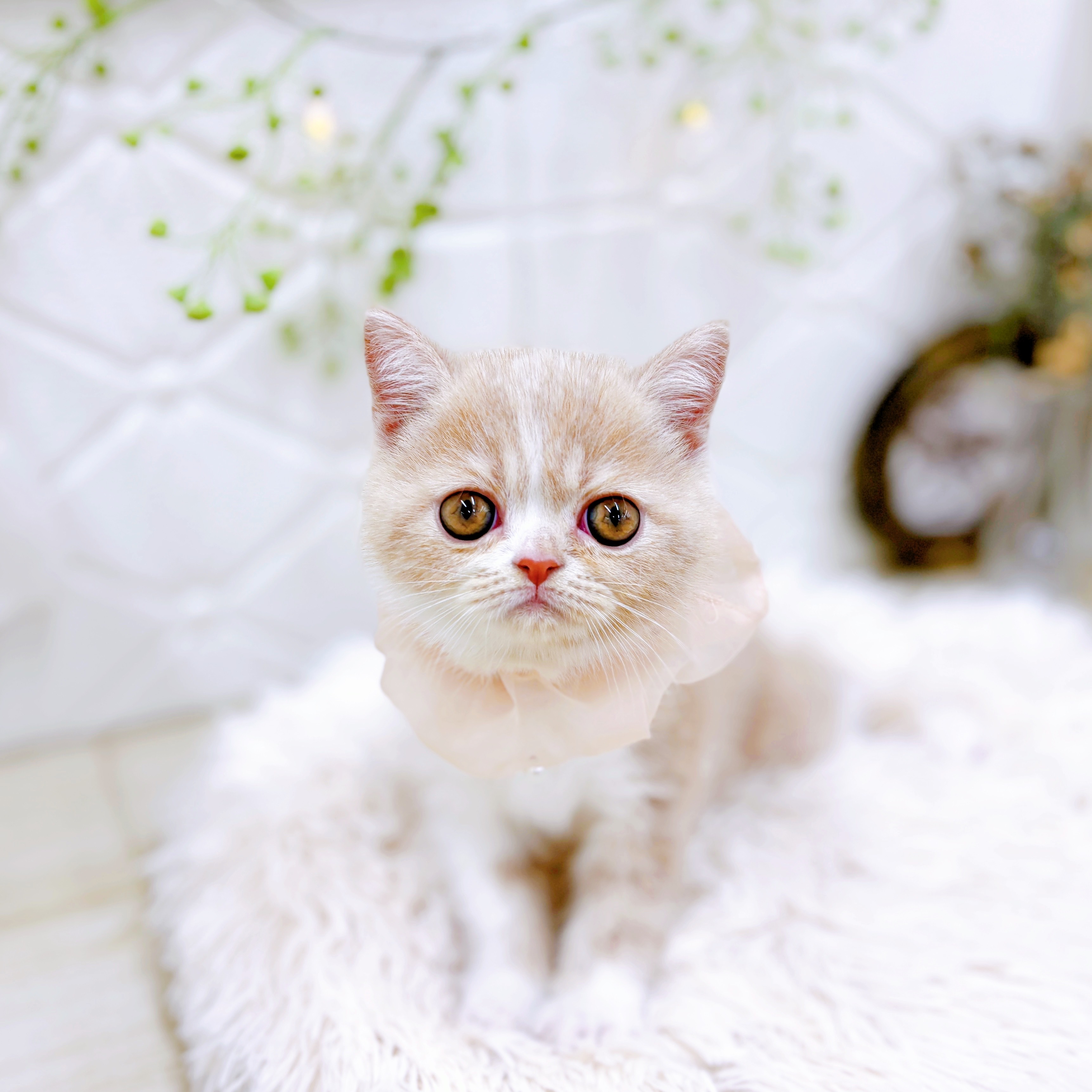 福井県のエキゾチックショートヘアー (犬の家＆猫の里アミーゴ福井店/2025年8月4日生まれ/女の子/クリームタビーホワイト)の子猫の3枚目の画像