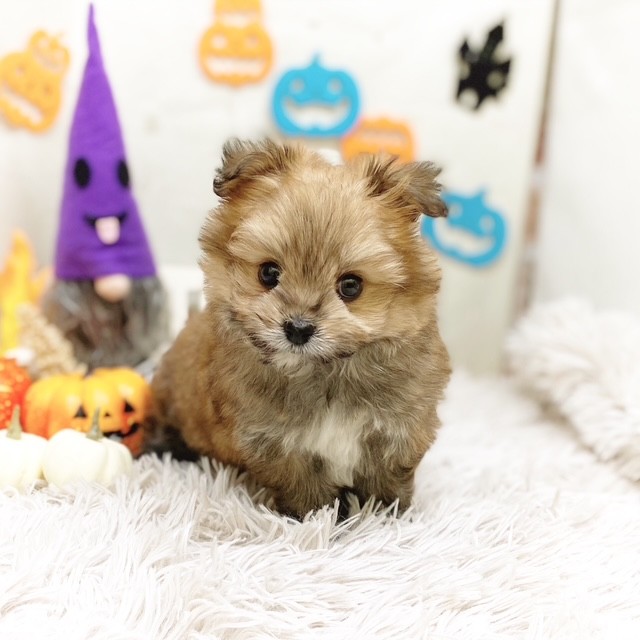 静岡県のポメキー(ポメラニアン×ヨークシャーテリア) (犬の家＆猫の里藤枝店/2025年8月2日生まれ/女の子/オレンジ)の子犬の3枚目の画像