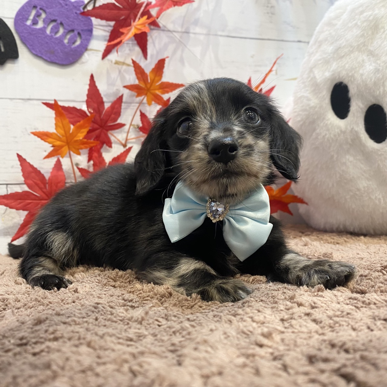 長野県のミニチュアダックスフンド(ロング) (犬の家＆猫の里カインズ梓川店/2025年8月5日生まれ/男の子/シルバーダップル)の子犬の3枚目の画像