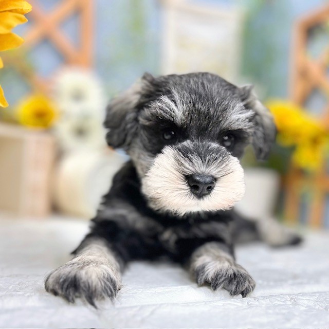 千葉県のミニチュアシュナウザー (犬の家＆猫の里ワンズモール稲毛店/2025年8月3日生まれ/男の子/ソルトペッパー)の子犬の3枚目の画像