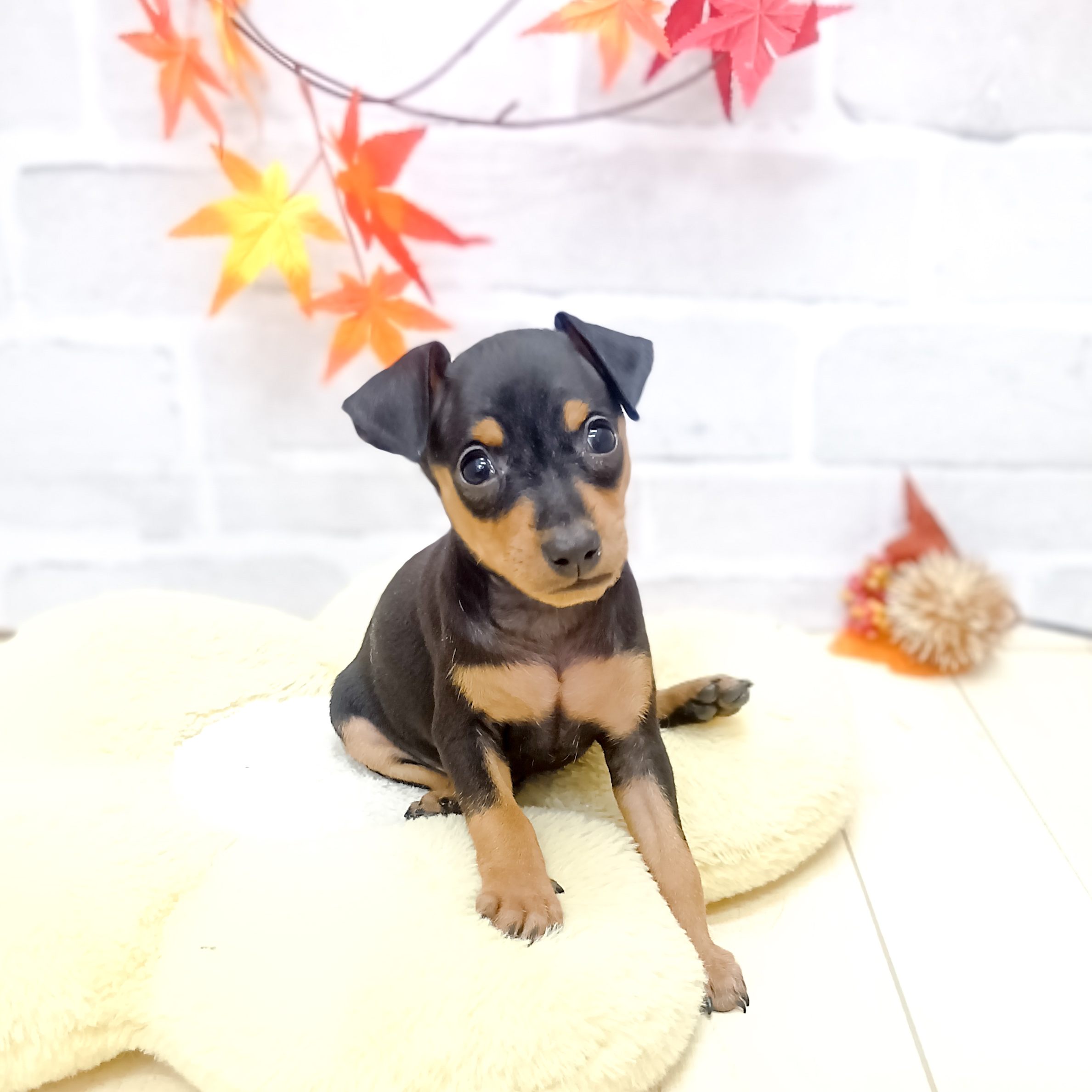 静岡県のミニチュアピンシャー (犬の家＆猫の里プレ葉ウォーク浜北店/2025年8月4日生まれ/女の子/ブラックタン)の子犬の3枚目の画像