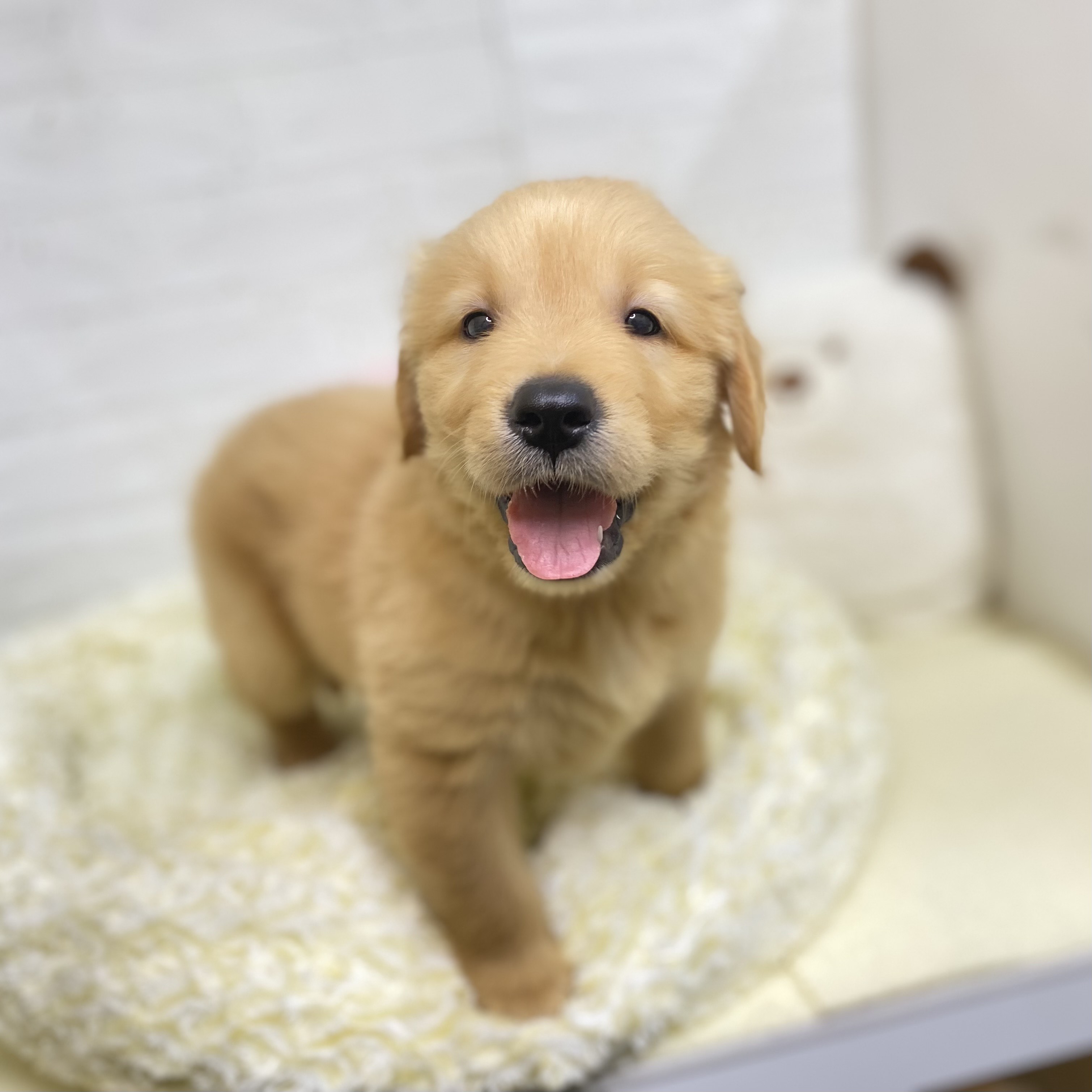 長野県のゴールデンレトリバー (犬の家＆猫の里長野店/2025年8月5日生まれ/男の子/ゴールデン)の子犬の3枚目の画像
