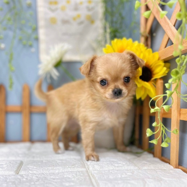 千葉県のチワワ(ロング) (犬の家＆猫の里ワンズモール稲毛店/2025年8月4日生まれ/女の子/クリームホワイト)の子犬の3枚目の画像