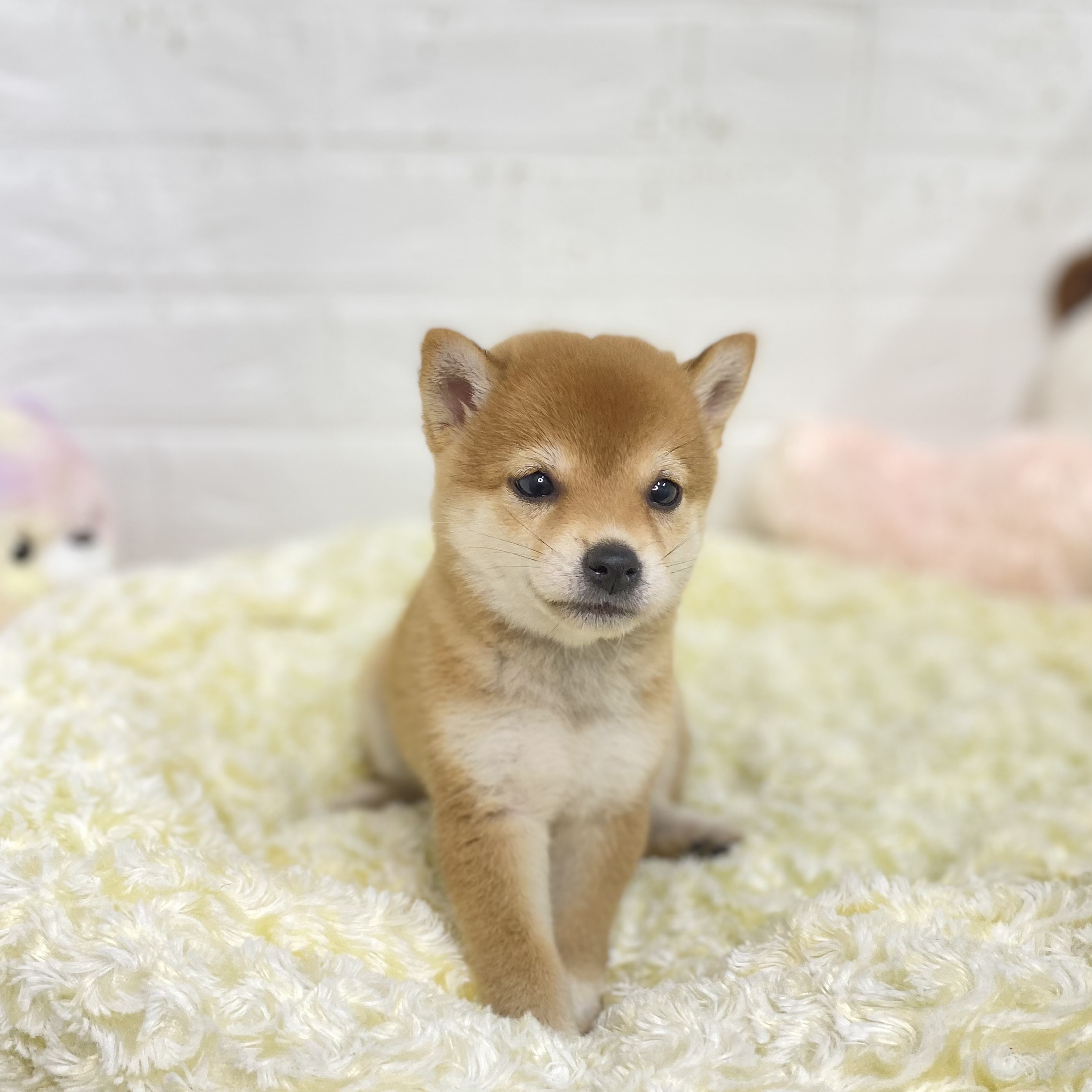 長野県の豆柴 (犬の家＆猫の里長野店/2025年8月5日生まれ/女の子/赤)の子犬の3枚目の画像