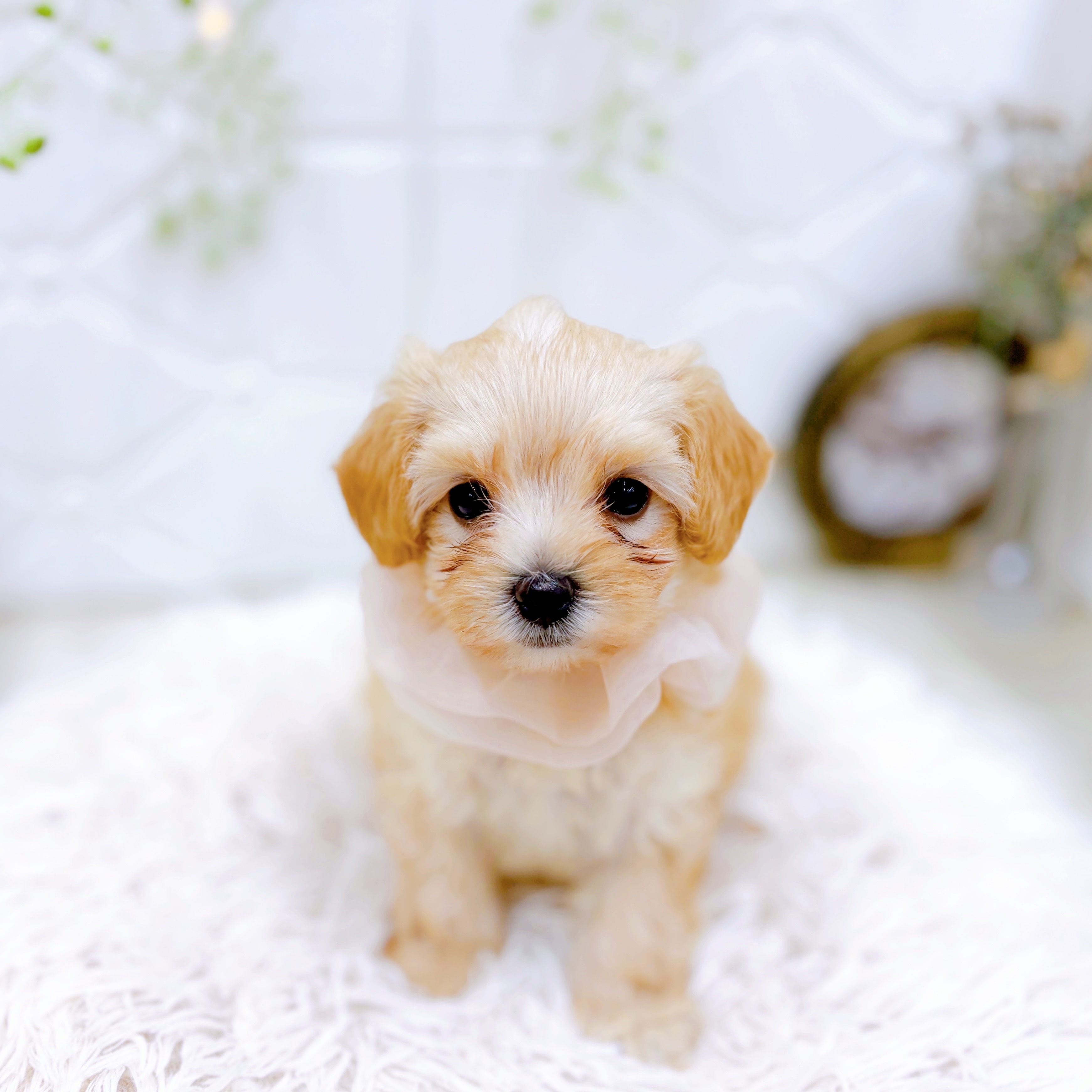 福井県のマルプー(マルチーズ×プードル) (犬の家＆猫の里アミーゴ福井店/2025年8月3日生まれ/女の子/アプリコット)の子犬の3枚目の画像