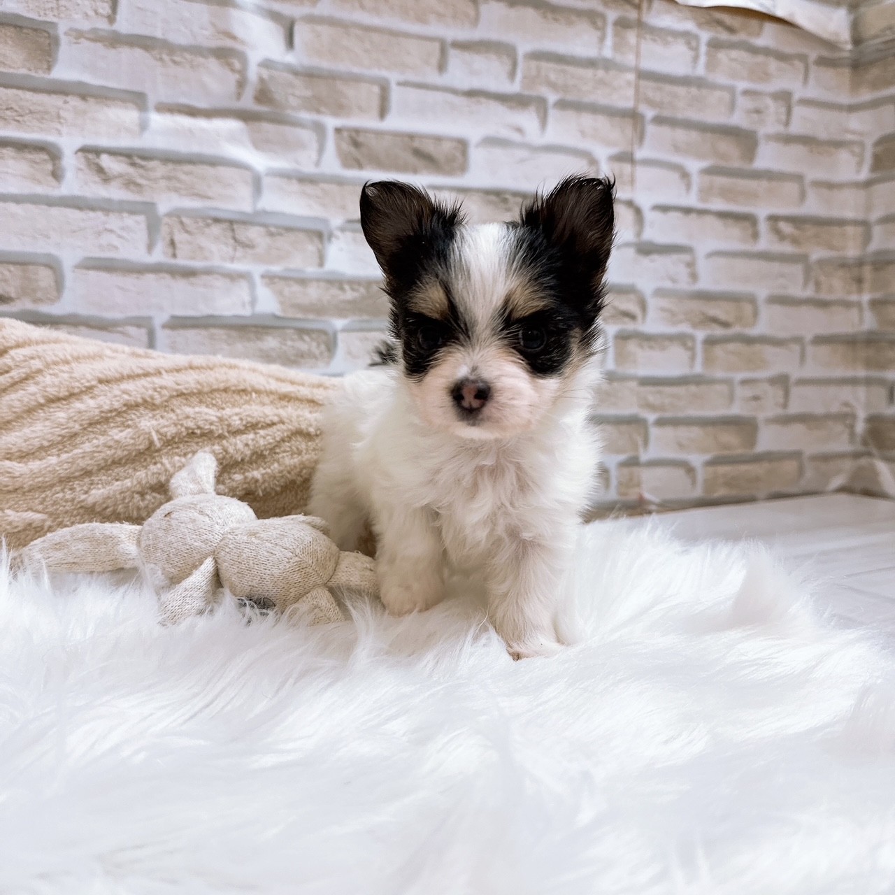 神奈川県のハーフ犬・ミックス犬 (犬の家＆猫の里モザイクモール港北店/2025年8月3日生まれ/女の子/トライカラー)の子犬の3枚目の画像