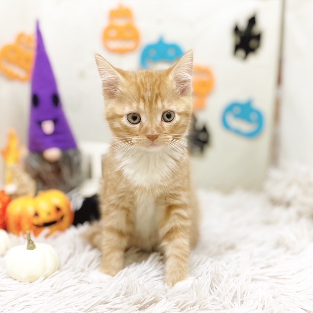 静岡県のマンチカン (犬の家＆猫の里藤枝店/2025年8月2日生まれ/男の子/レッドタビーホワイト)の子猫の3枚目の画像