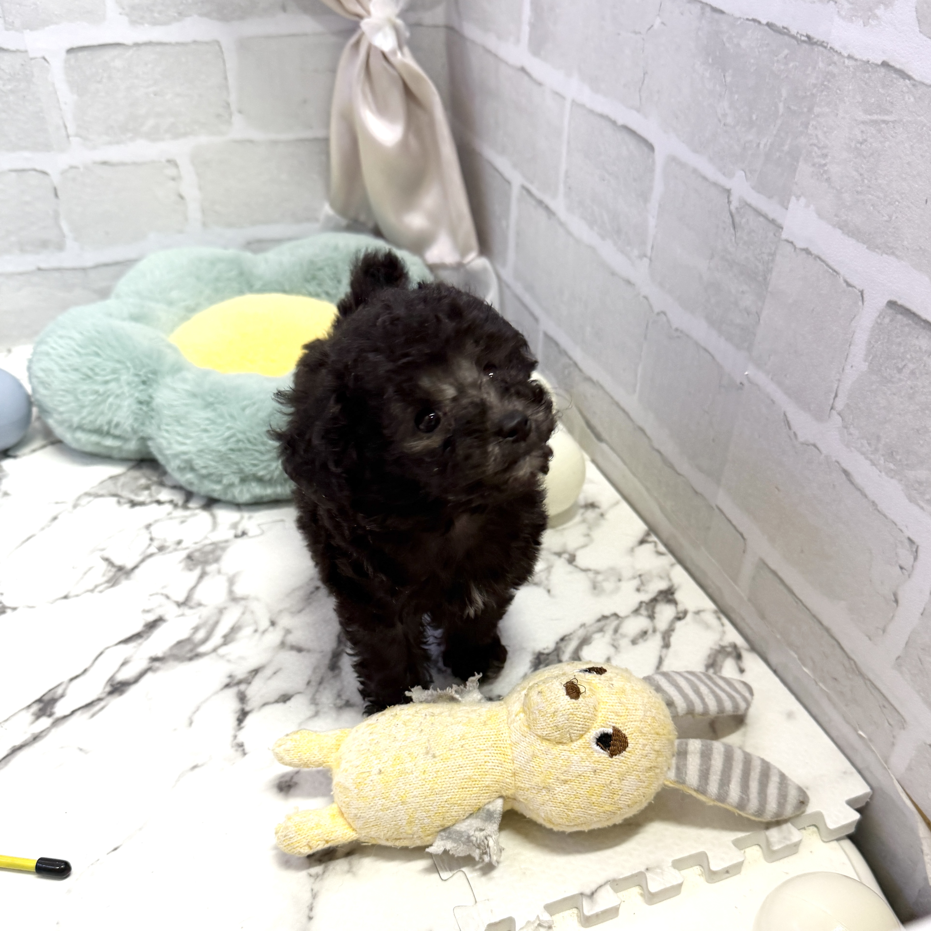 愛知県のタイニープードル (犬の家＆猫の里岡崎店/2025年8月1日生まれ/女の子/シルバー)の子犬の3枚目の画像
